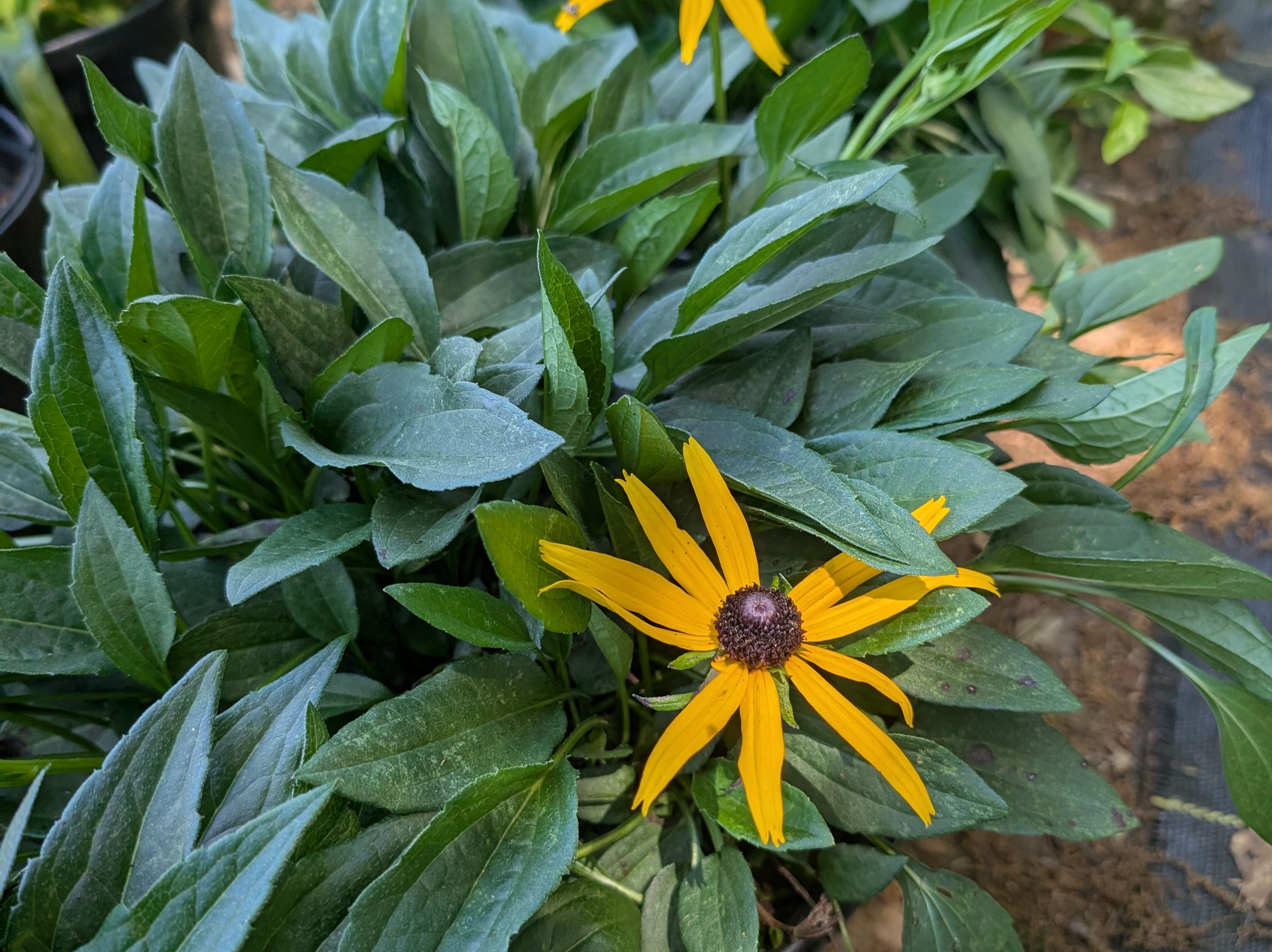 Rudbeckia, Black-Eyed Susans