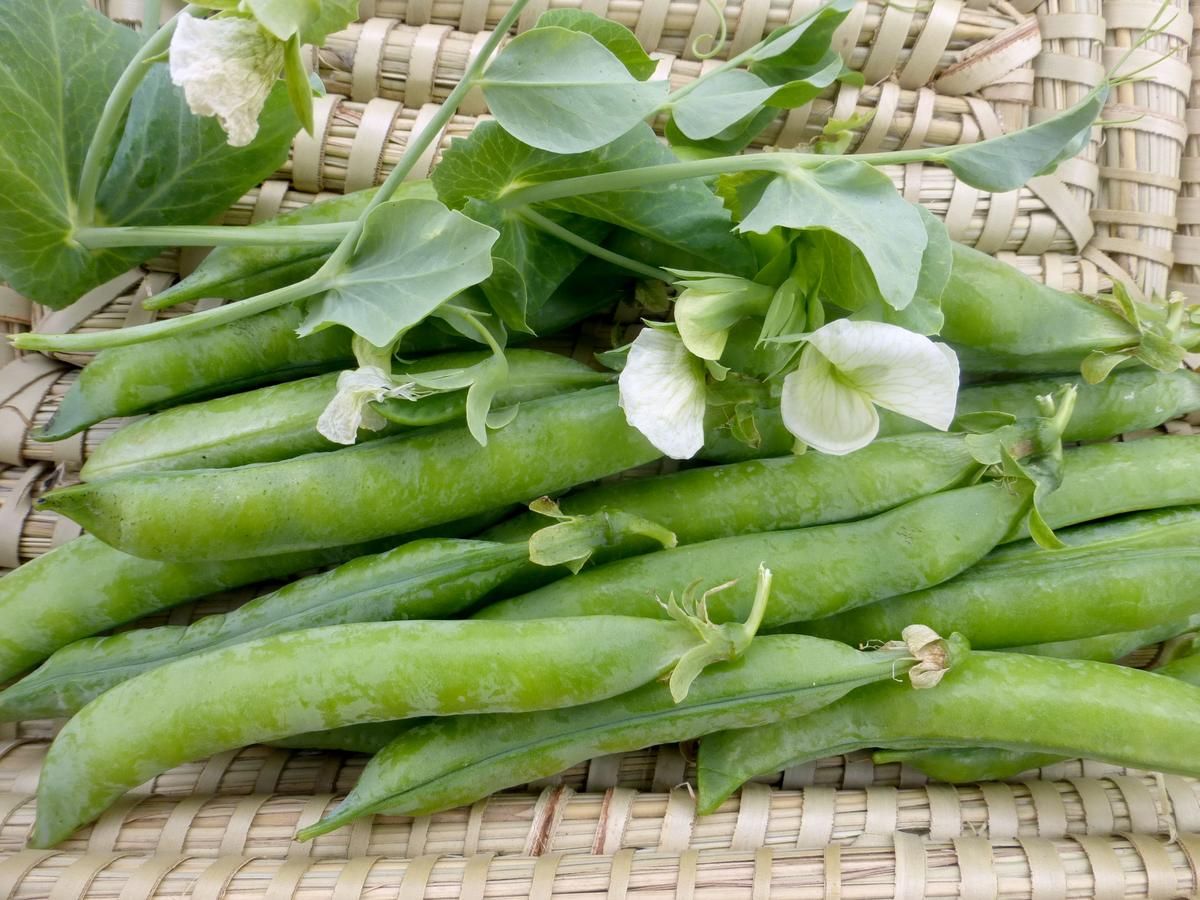 Seed - Shelling Pea, Green Arrow Dwarf English