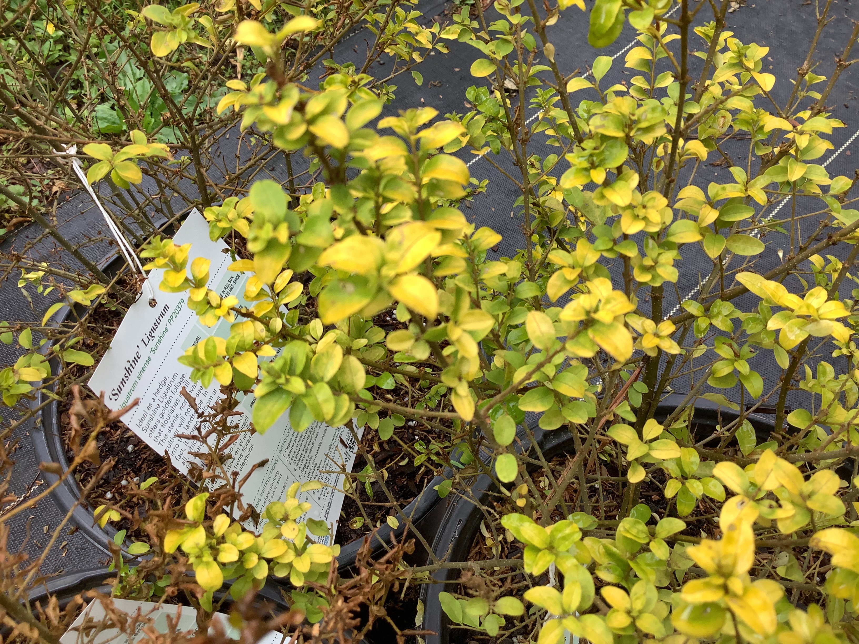 Ligustrum, Sunshine (M)