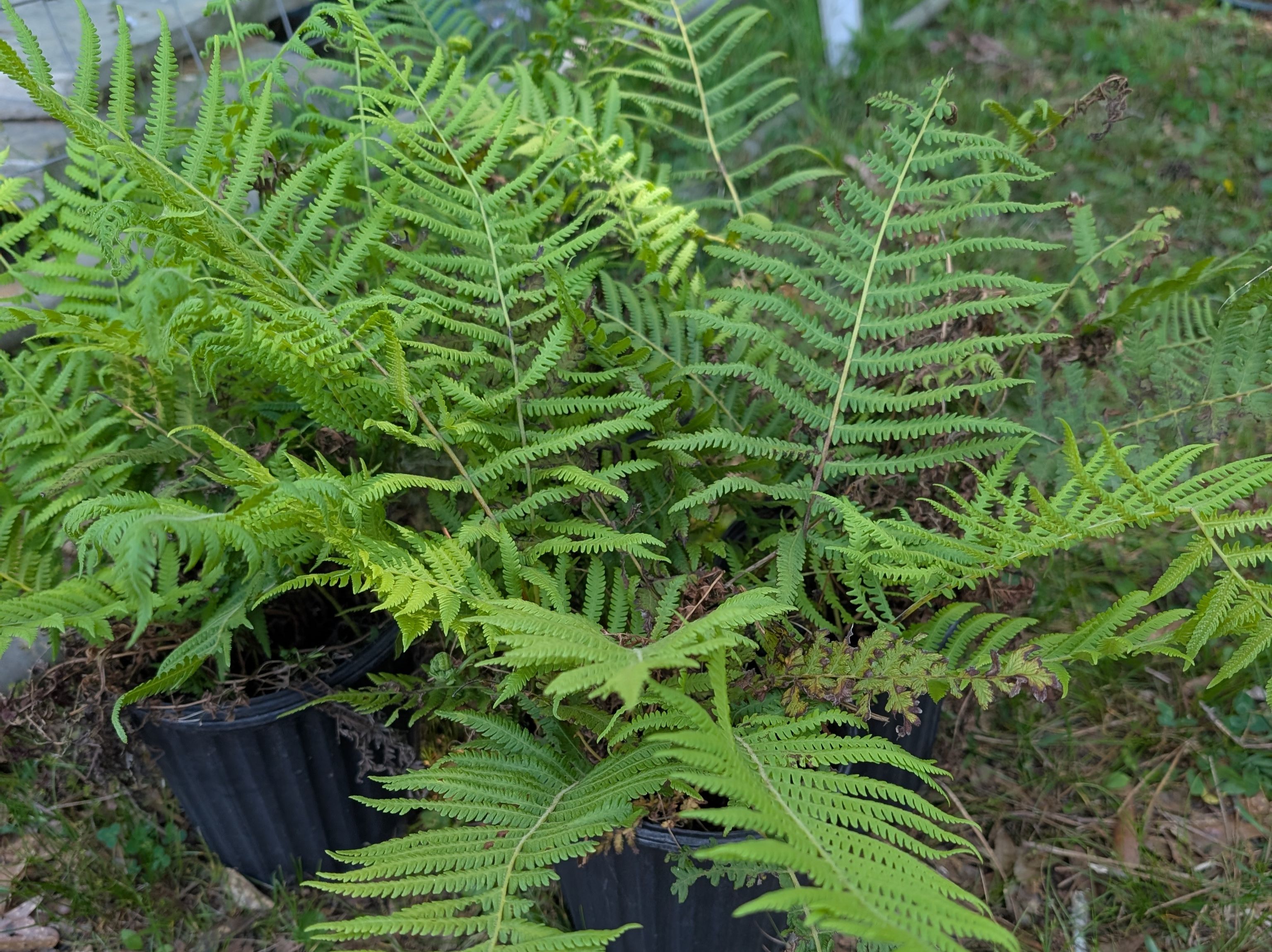 Fern, Southern Wood (S)