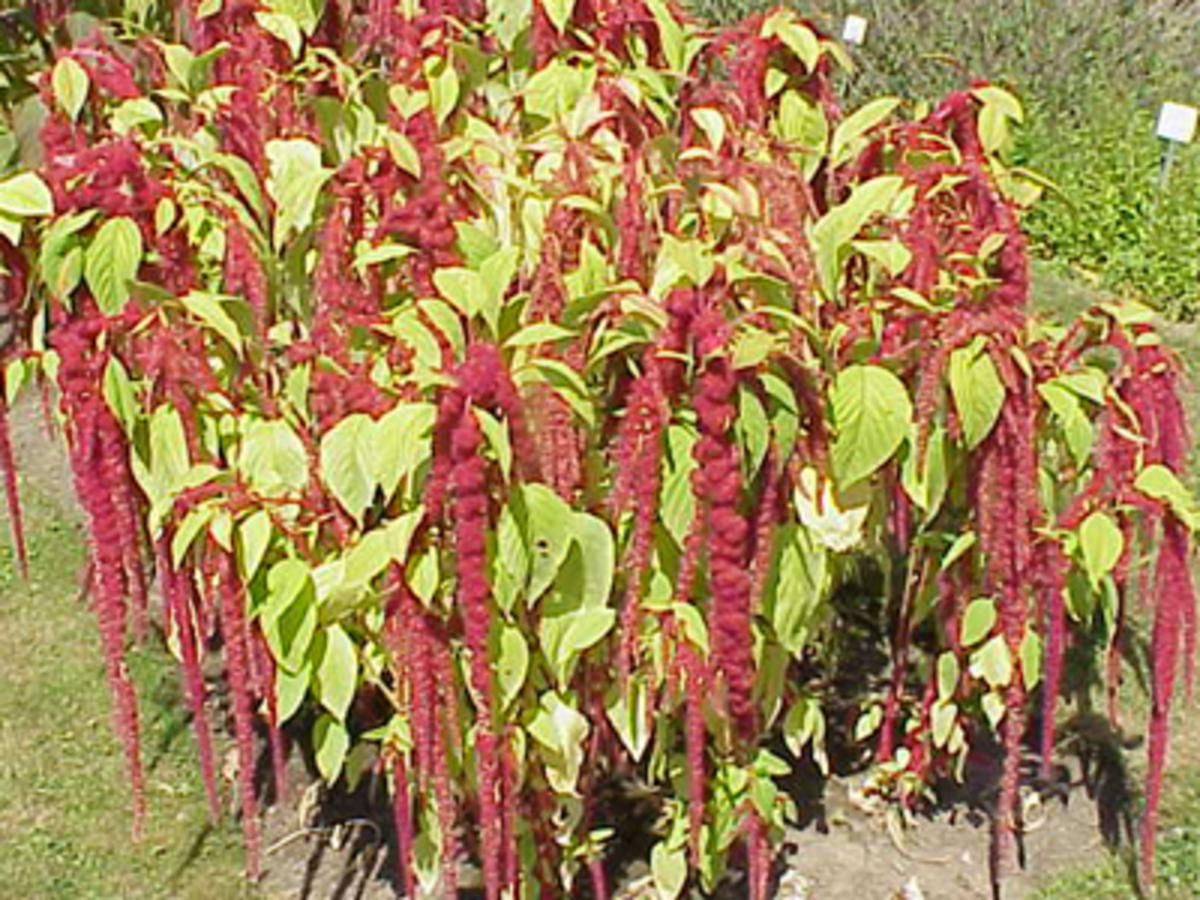 Seed - Amaranth, Love-Lies-Bleeding