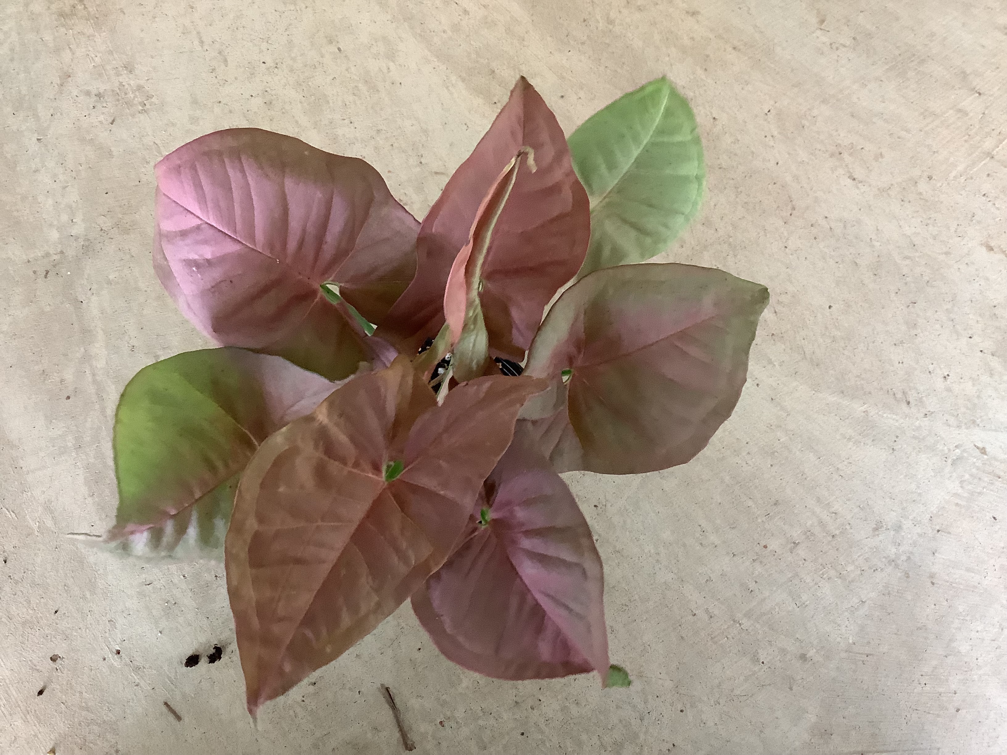 Houseplant- Syngonium (Neon Moon)
