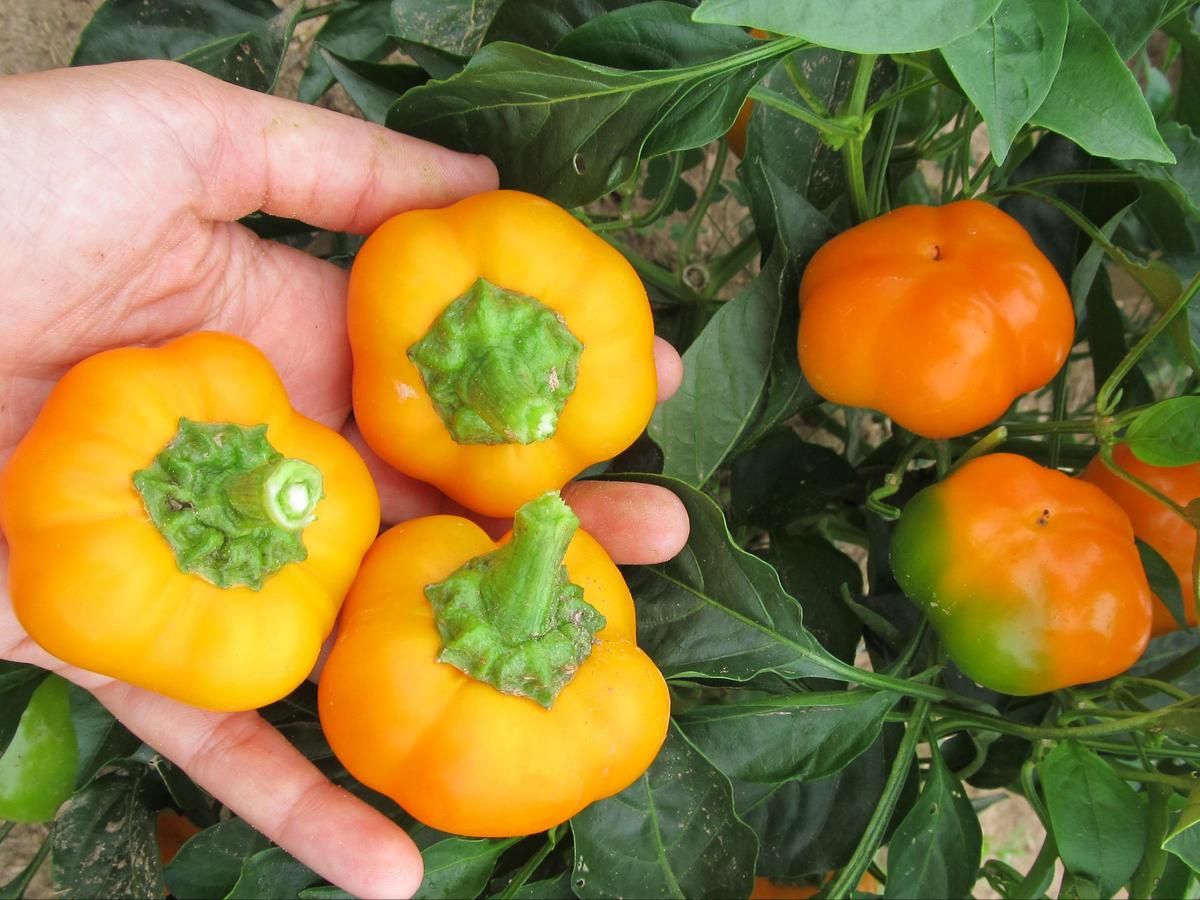Seed - Sweet Pepper, Doe Hill Golden Bell