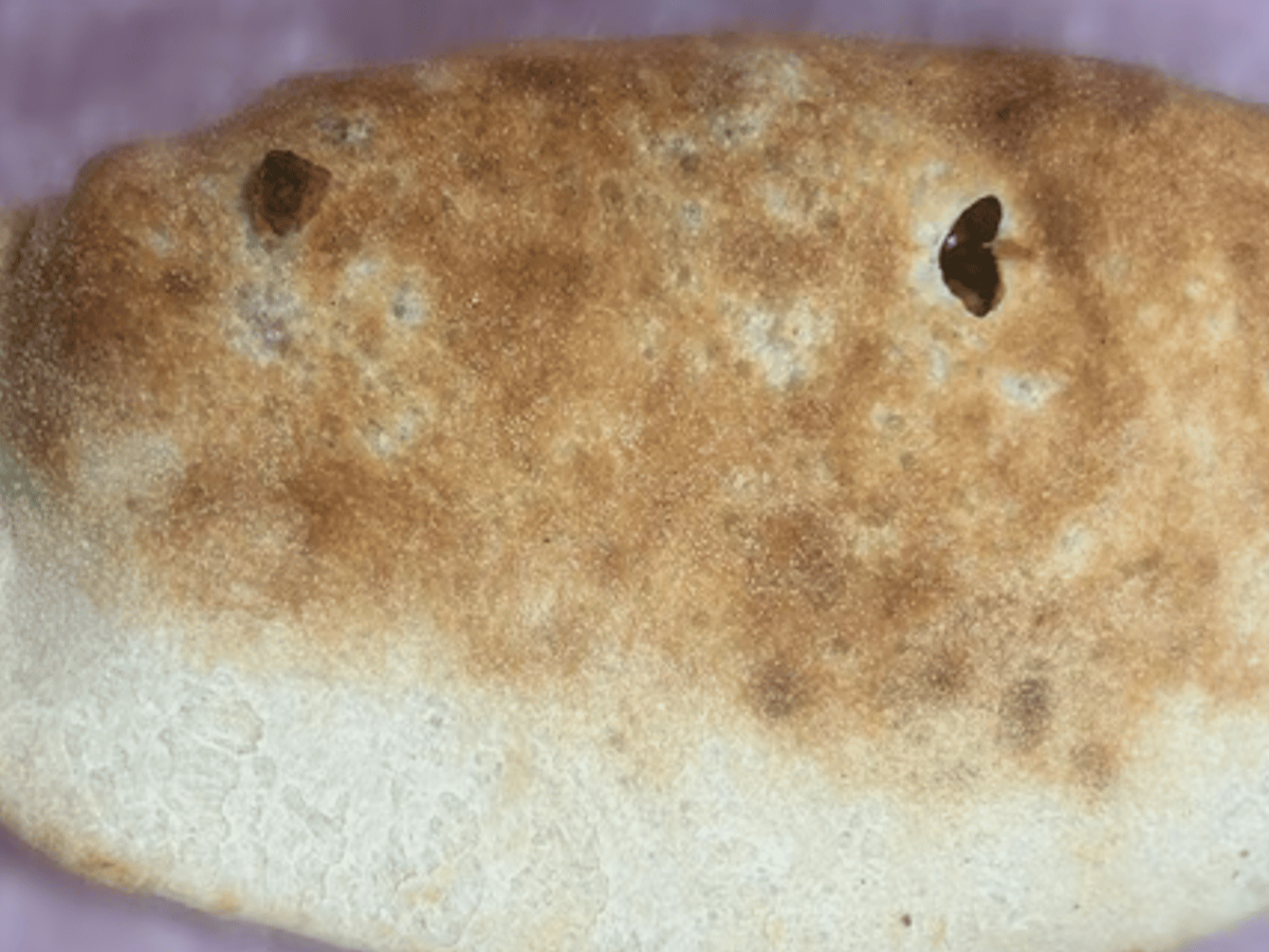 Kebabish Special Calzones.