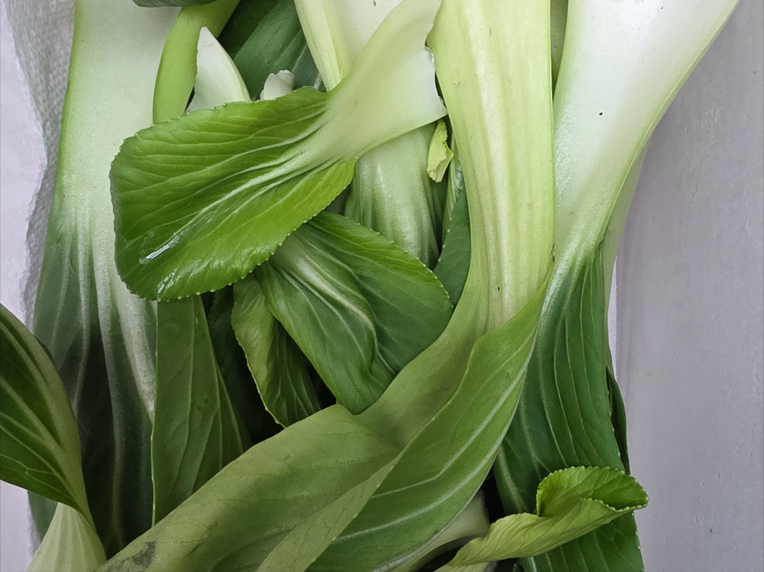 Bok Choy.