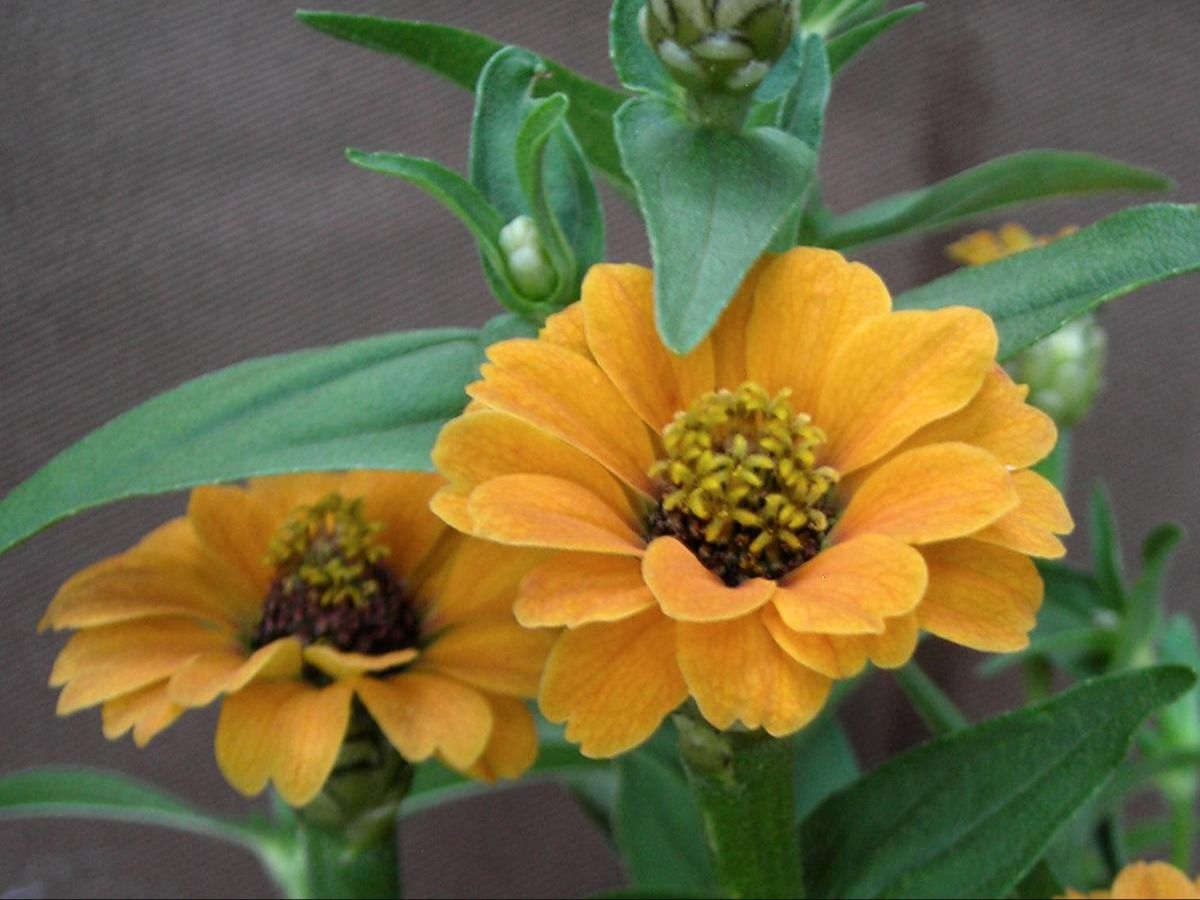 Seed - Zinnia, Peruviana Yellow
