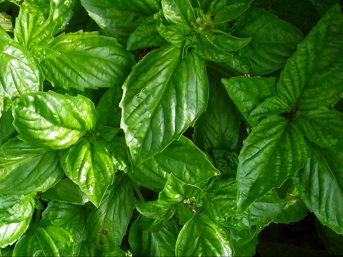 Seed - Basil, Bolloso Napoletano