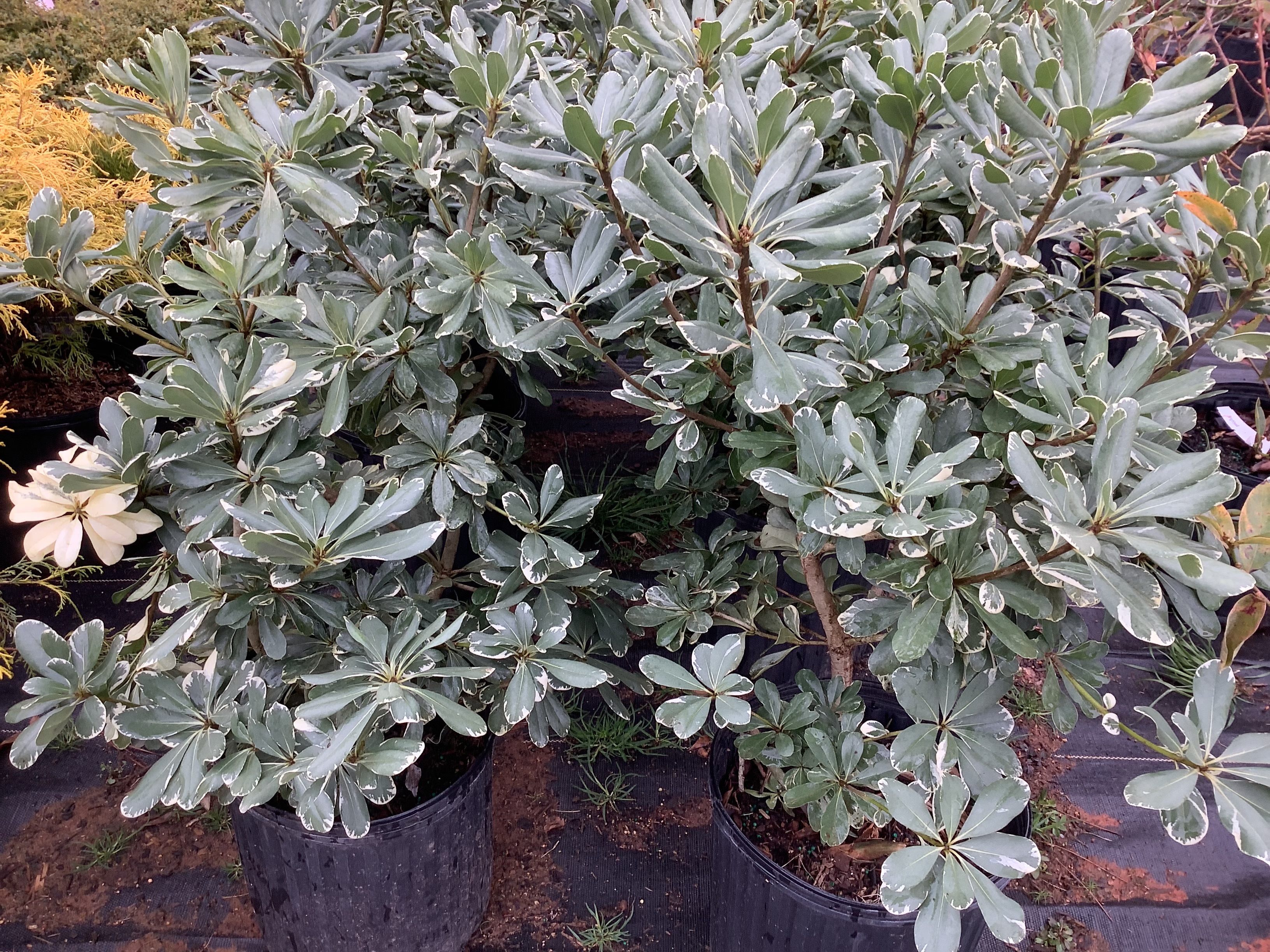 Mock Orange, Variegated Pittosporum (M)