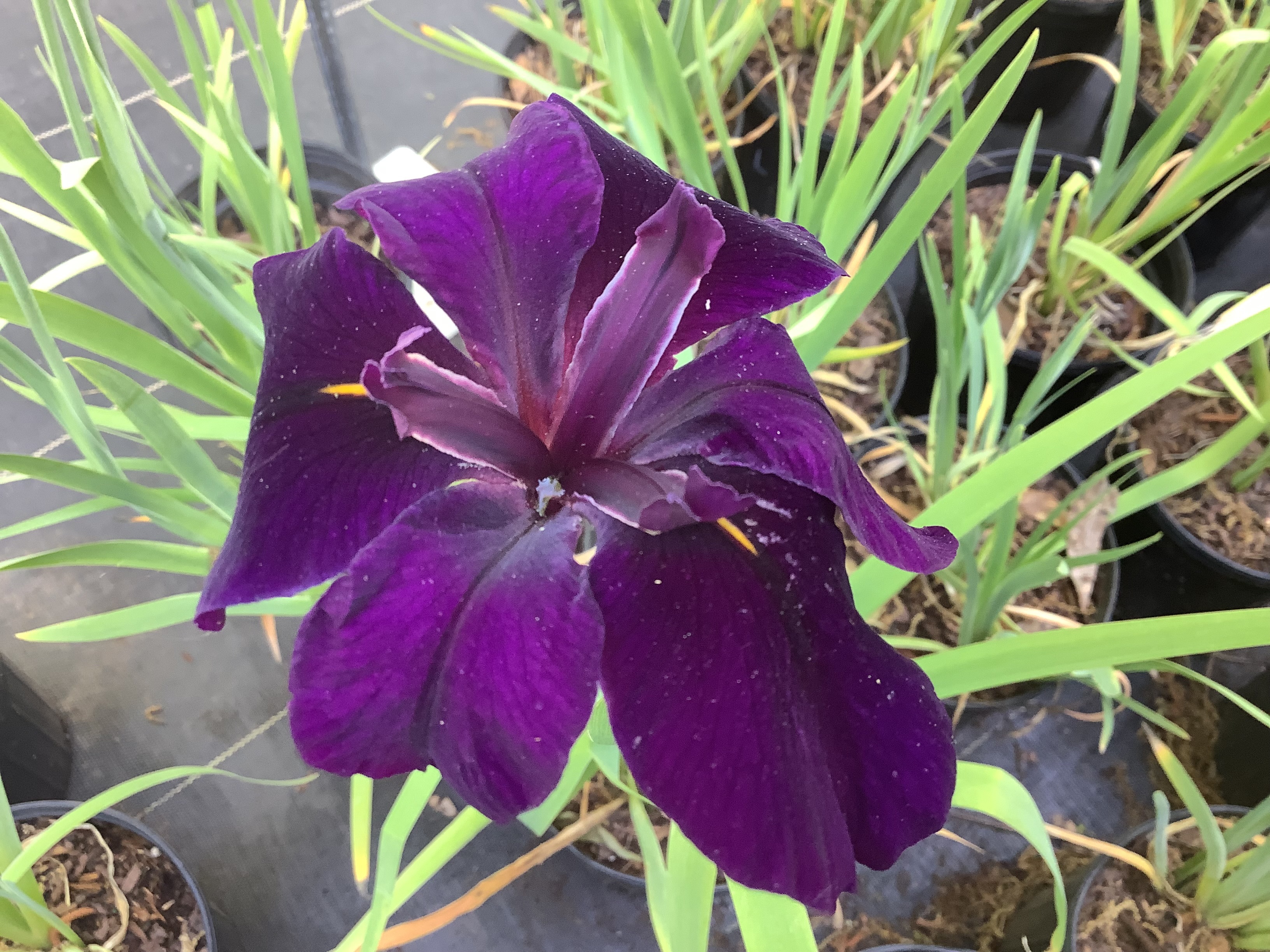 Iris, Louisiana (S)