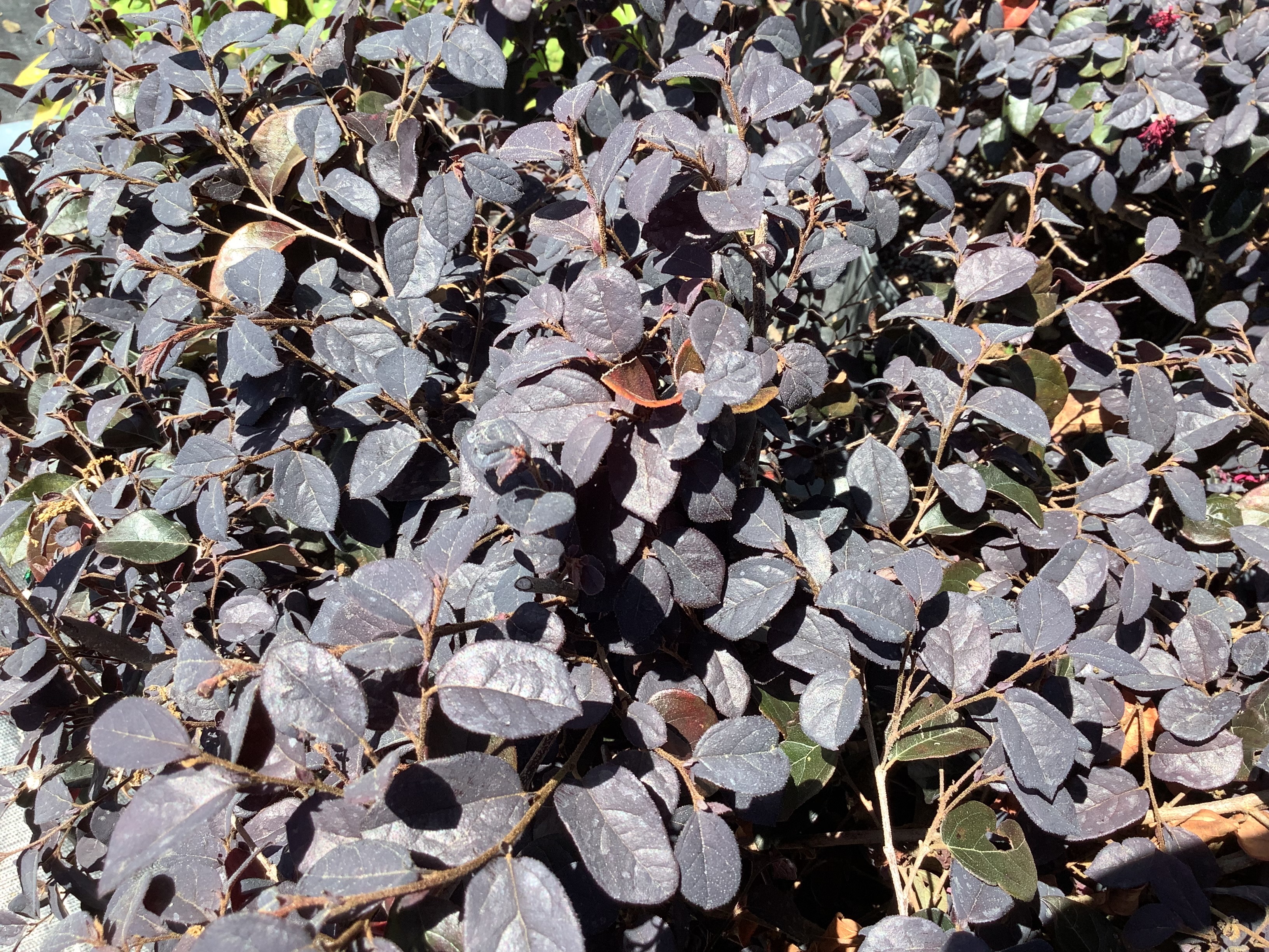 Loropetalum, Ruby (M)