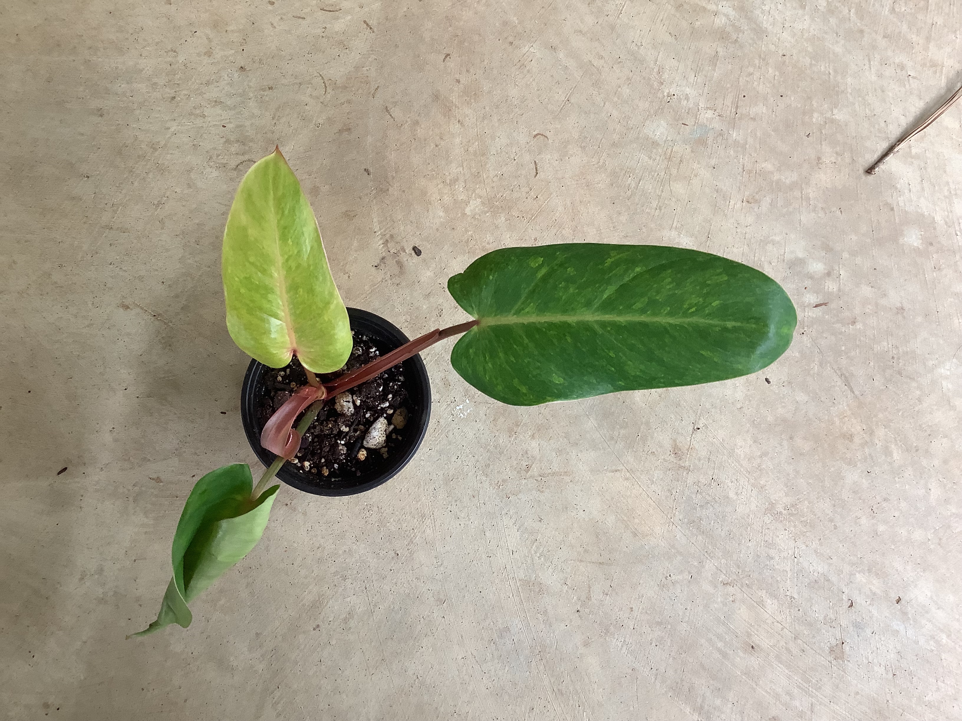 Houseplant - Philodendron (Painted Lady)