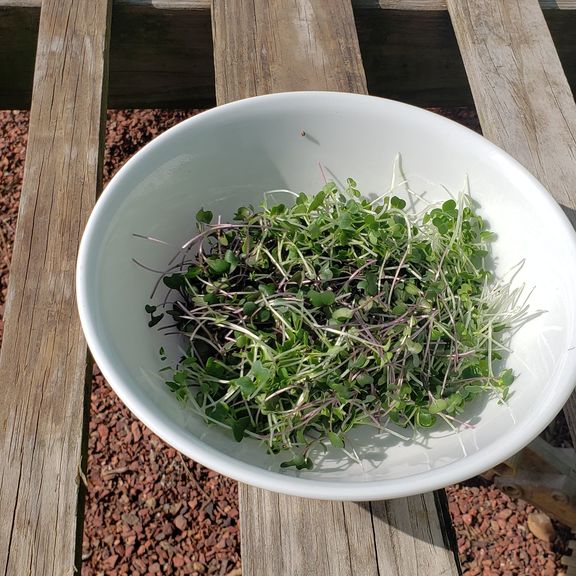 Microgreens Collards