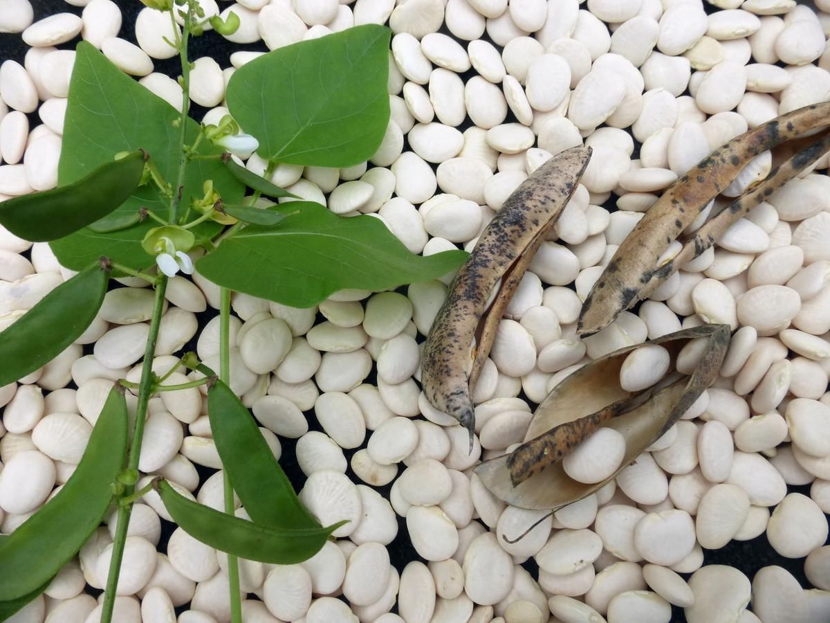 Seed - Lima Bean, Henderson Bush