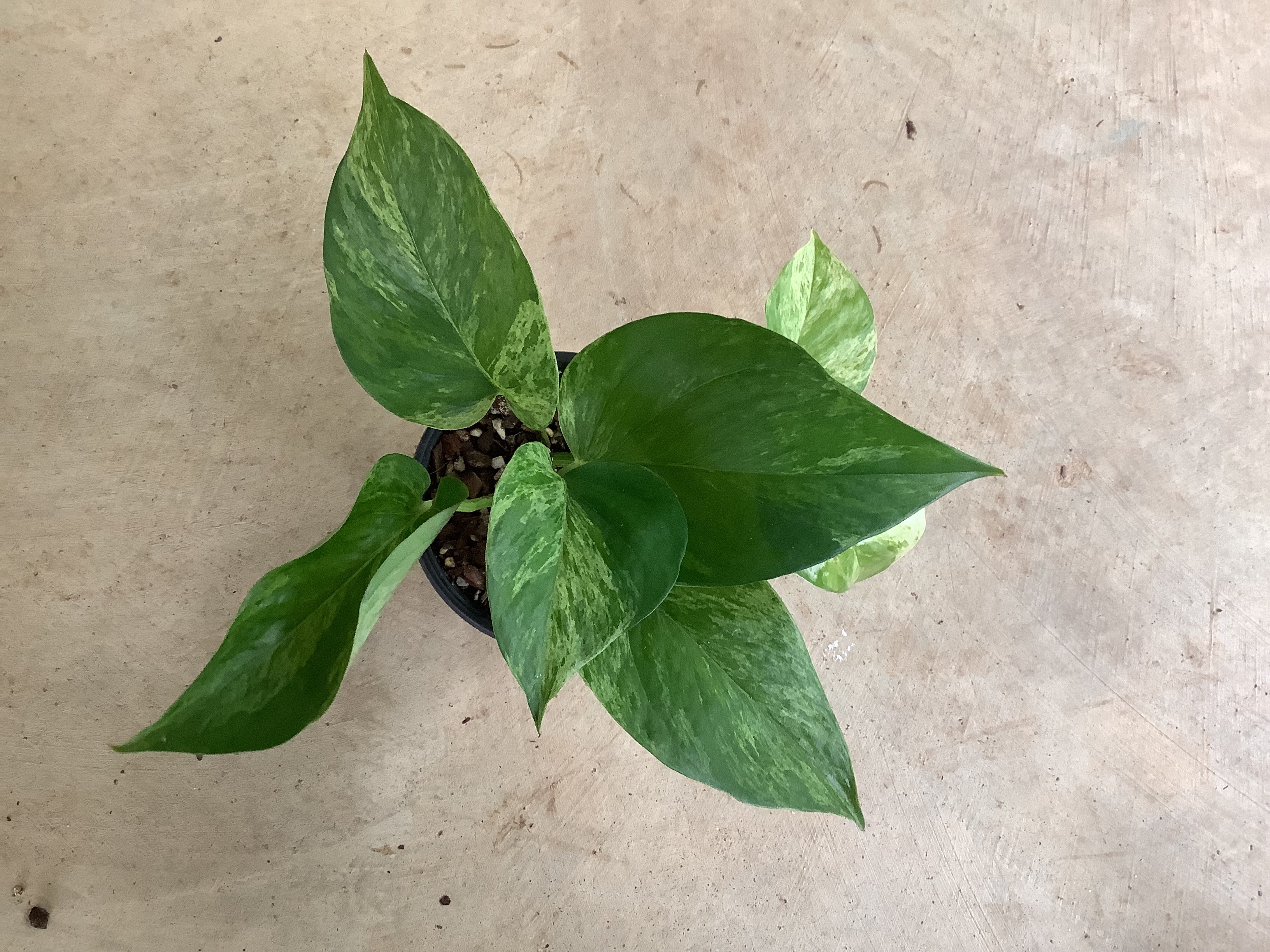 Houseplant - Pothos (Snowy)