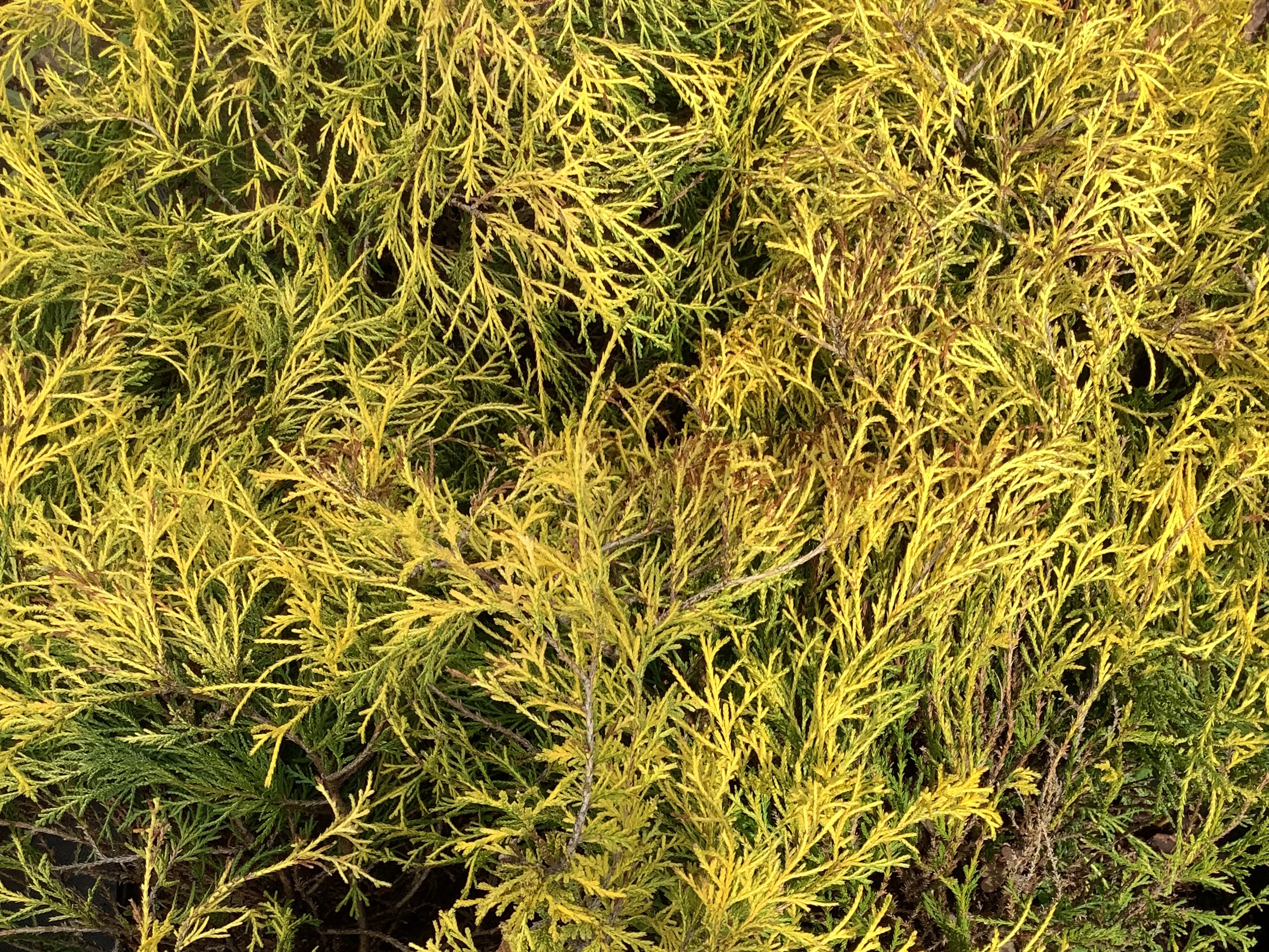 Cypress, Gold Mop (M)