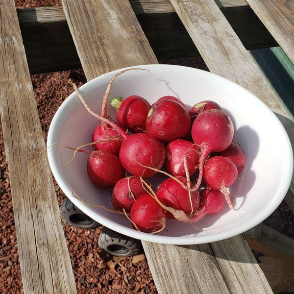 Radishes