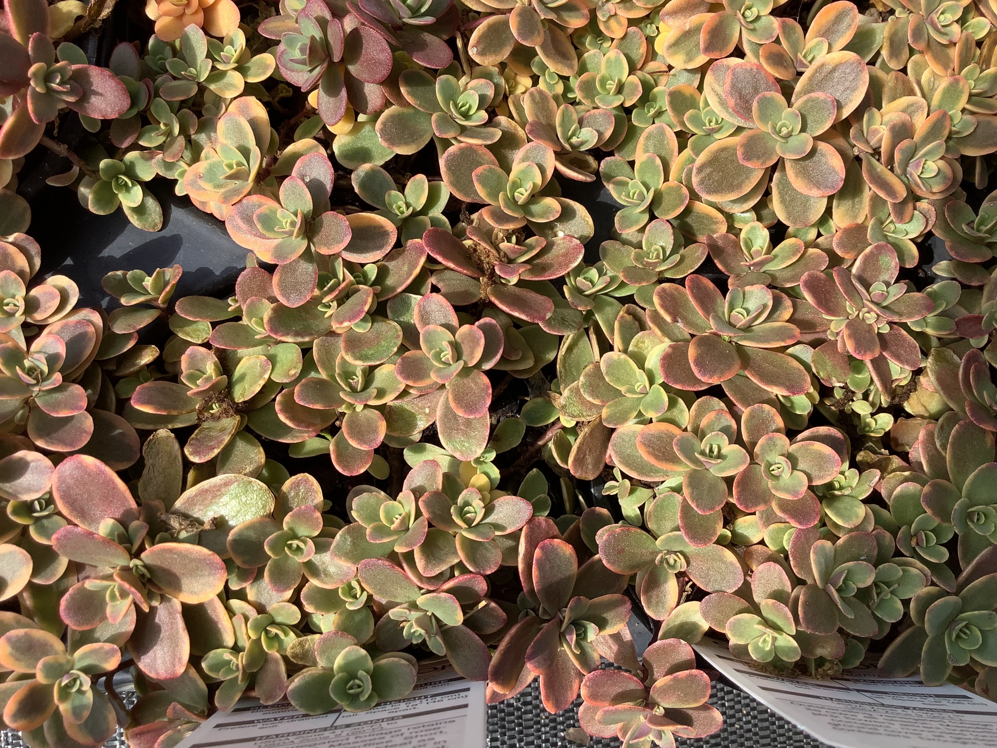 Sedum, Wildfire (S)