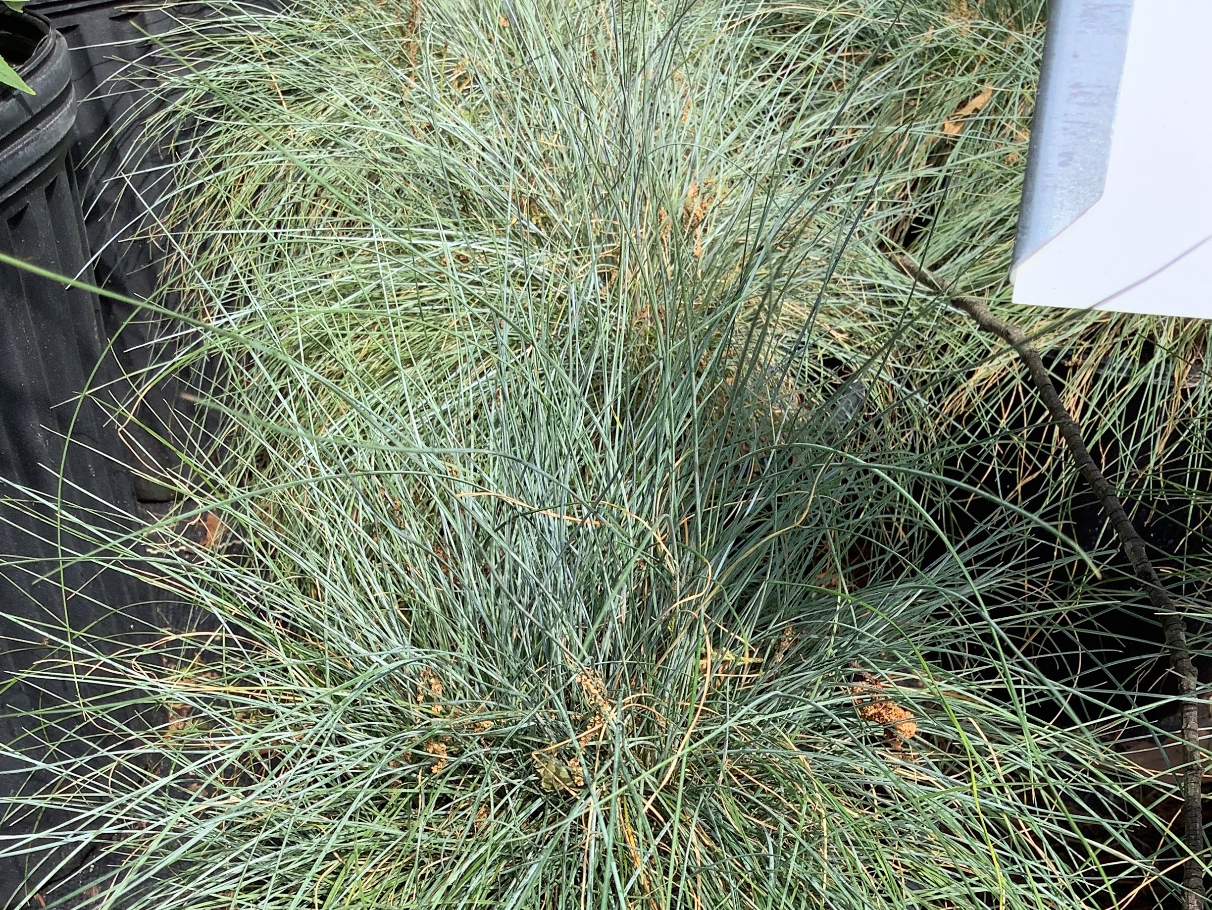 Grass, Festuca Elijah Blue (S)