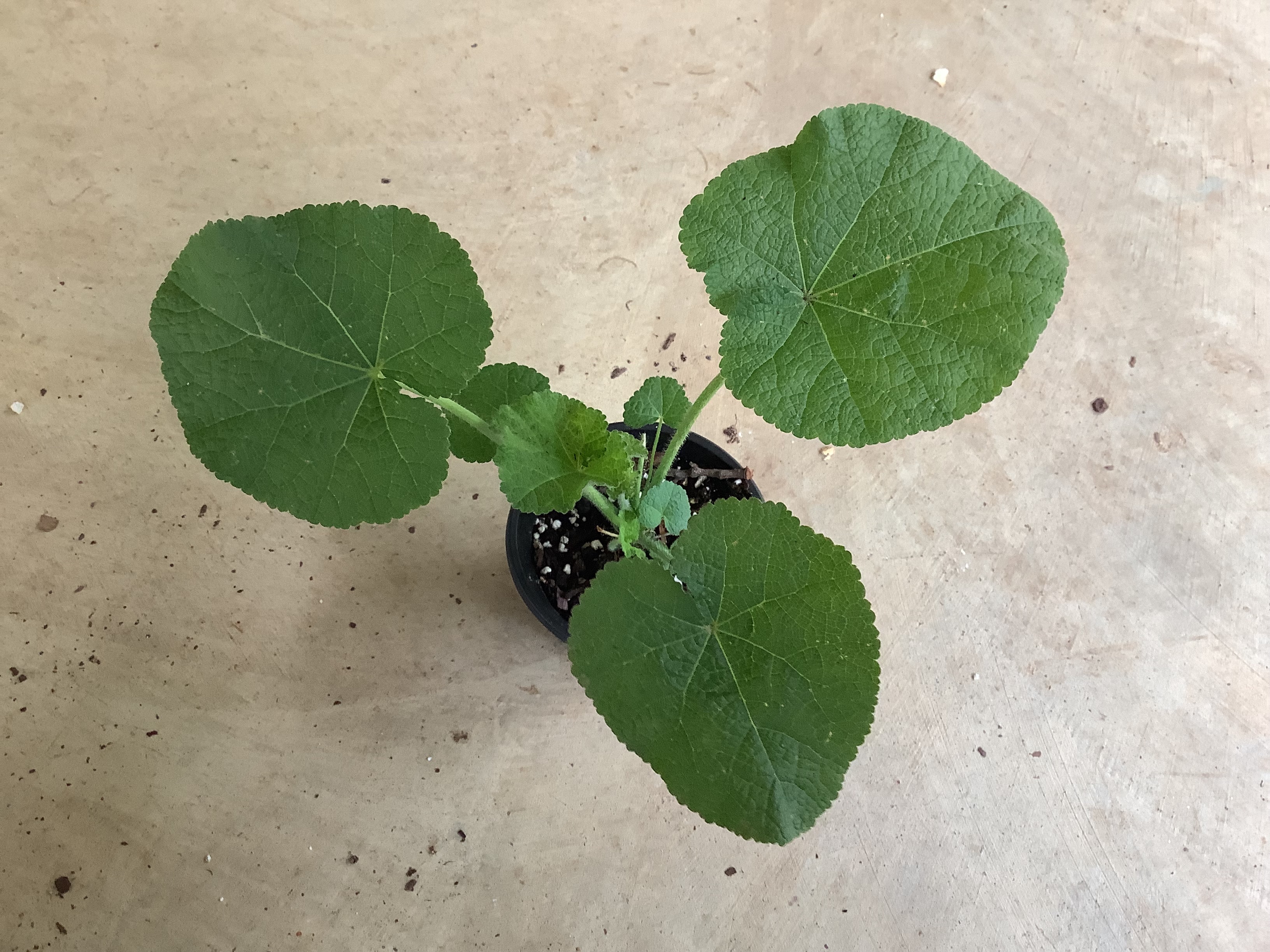Houseplant - Holly Hock (Giant Mixed Colors)