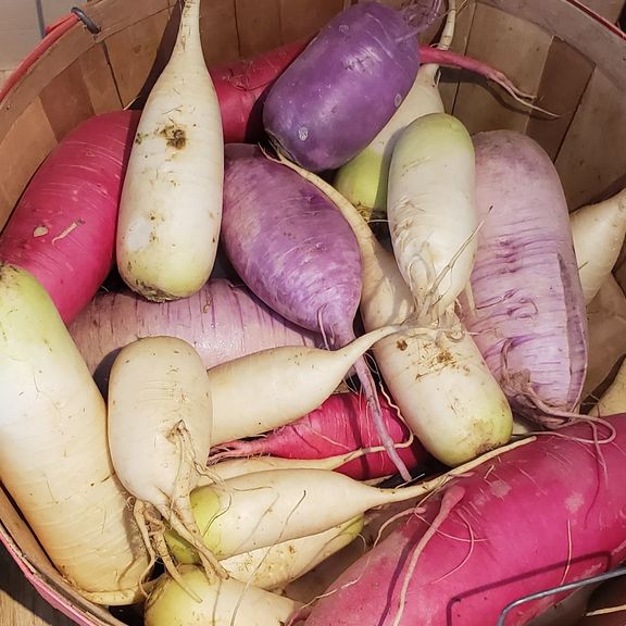 Radish Daikon, by the pound