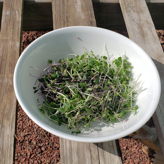 Microgreens Red Cabbage
