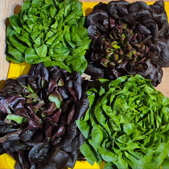 Lettuce Heads Salanova