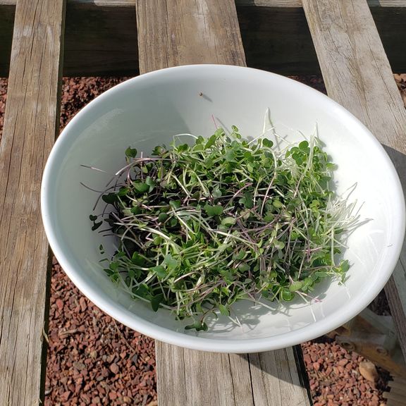 Microgreens Radish