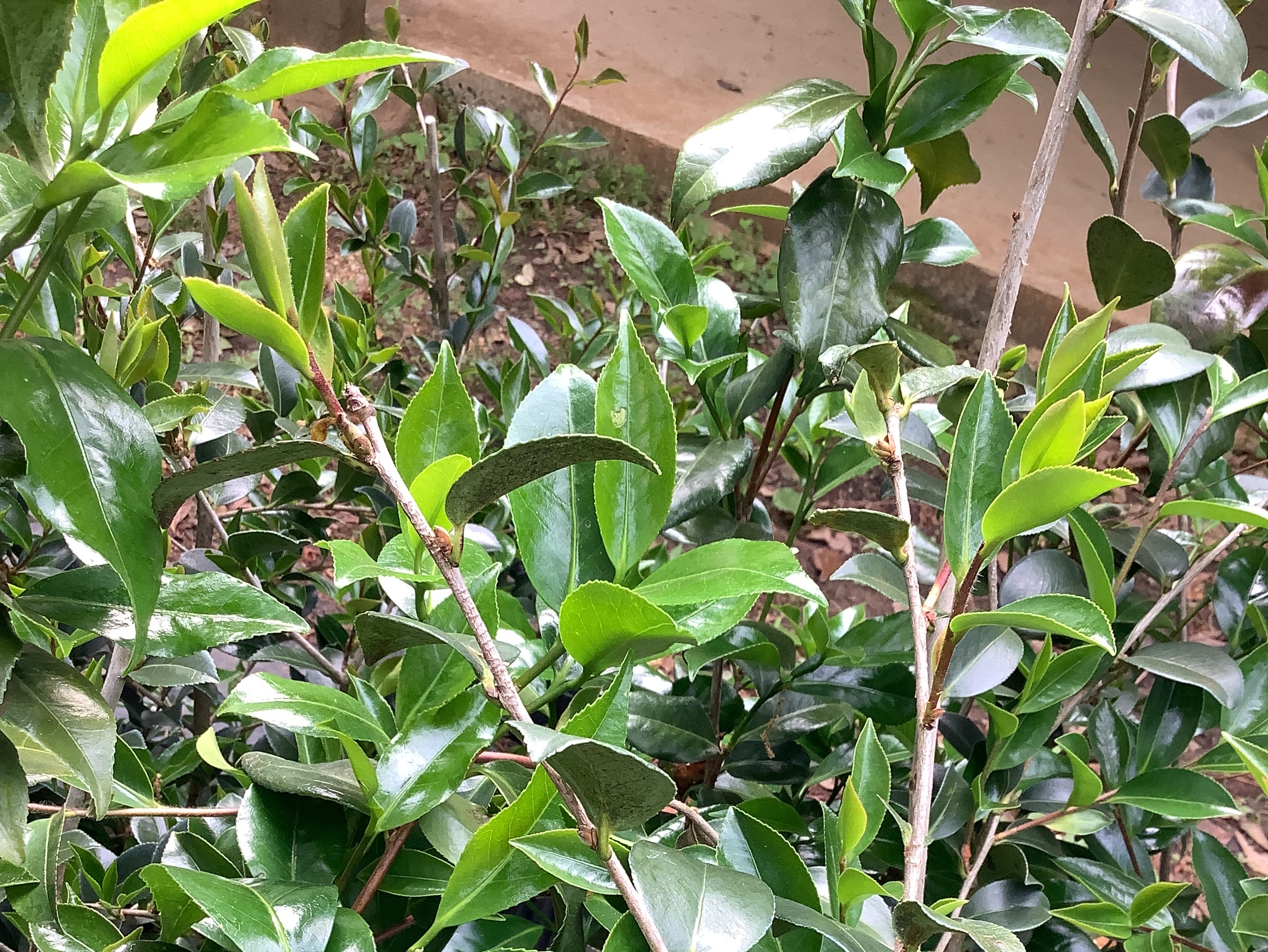 Camellia, Peppermint (M)