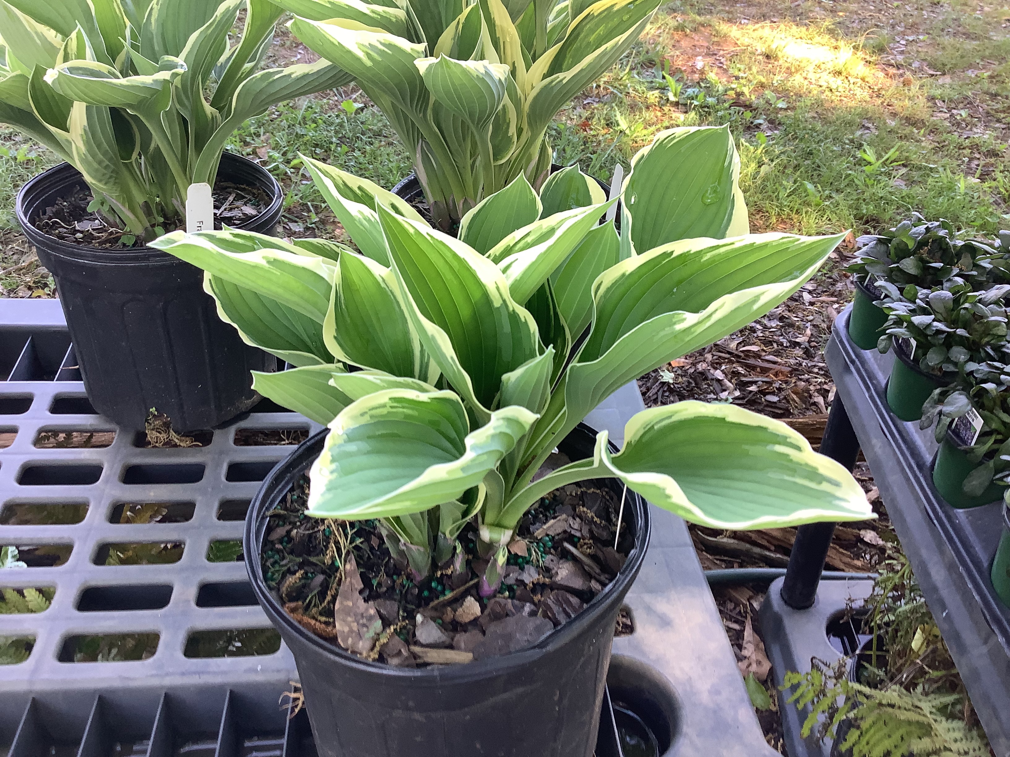 Hosta, Francee (S)
