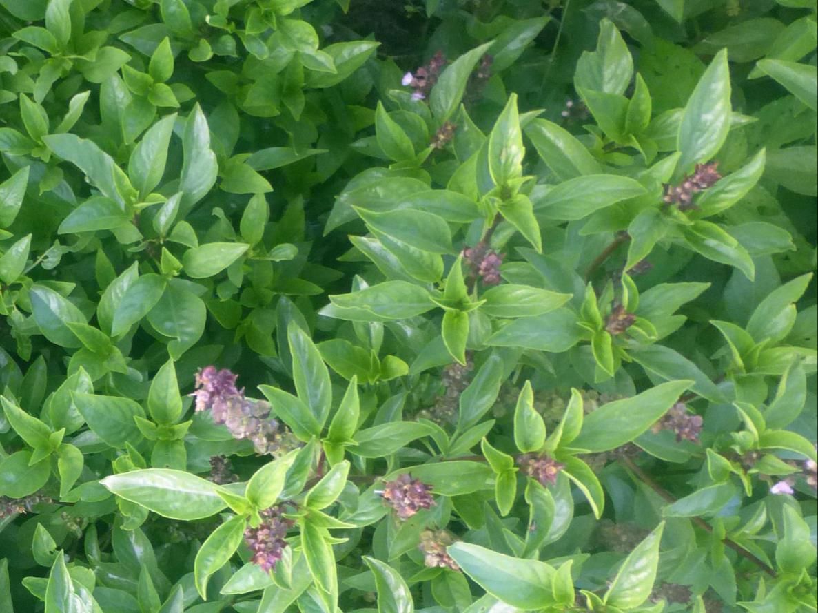 Seed - Basil, Sweet Thai