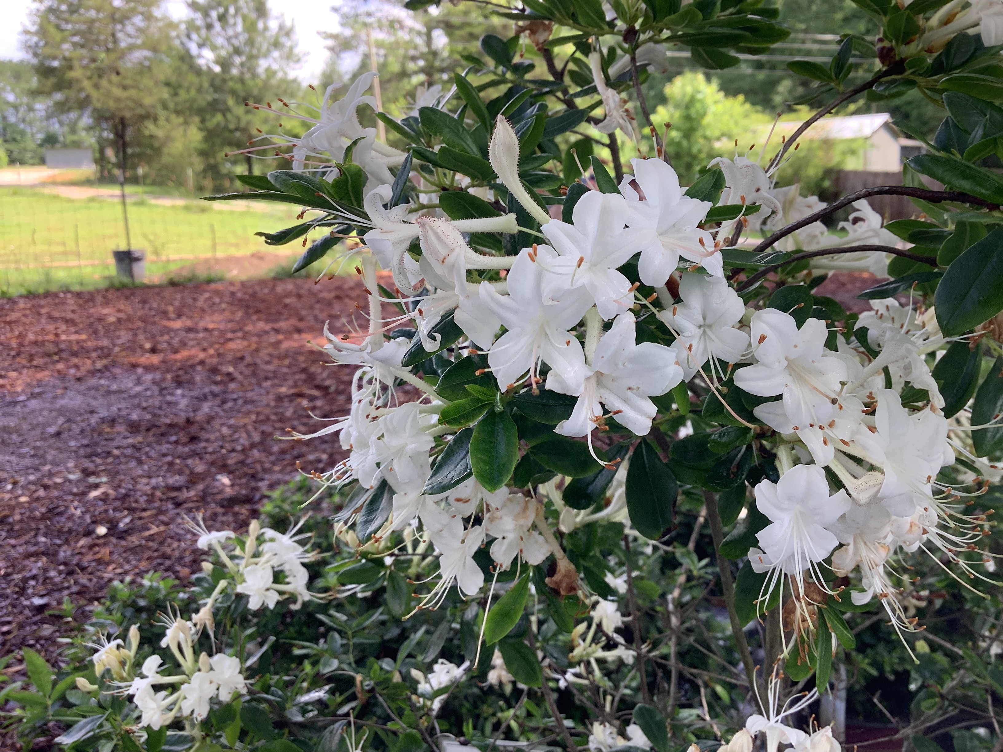 Azalea, Native - Swamp (M)