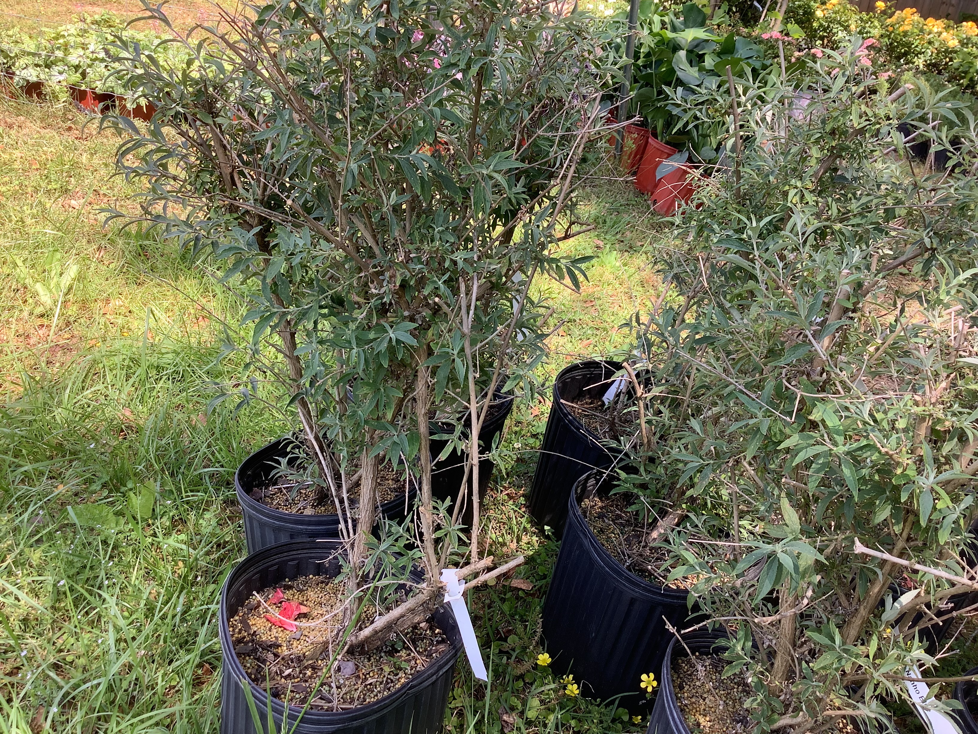Butterfly Bush, Nanho Blue (M)