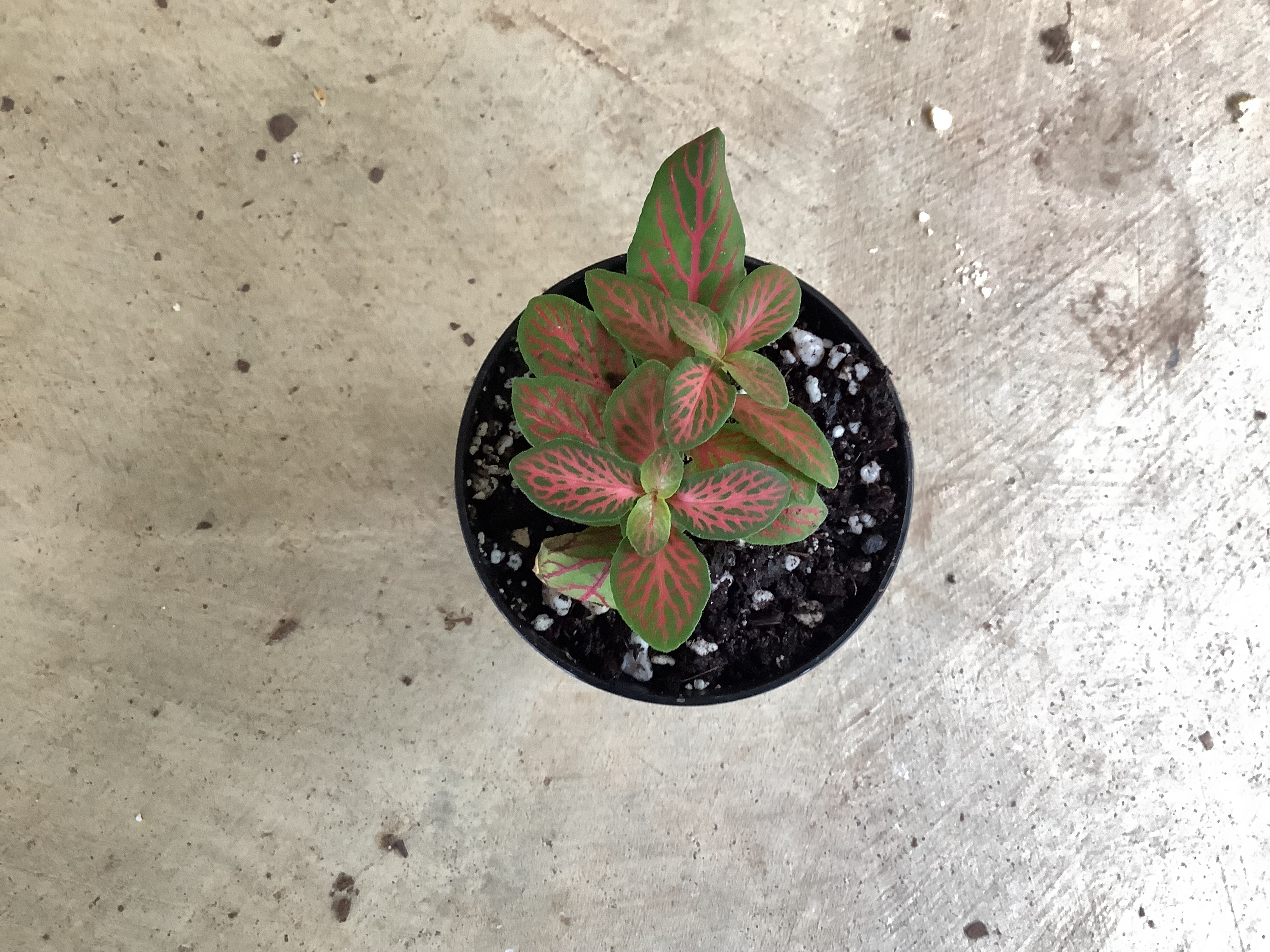 Houseplant - Fittonia (S)