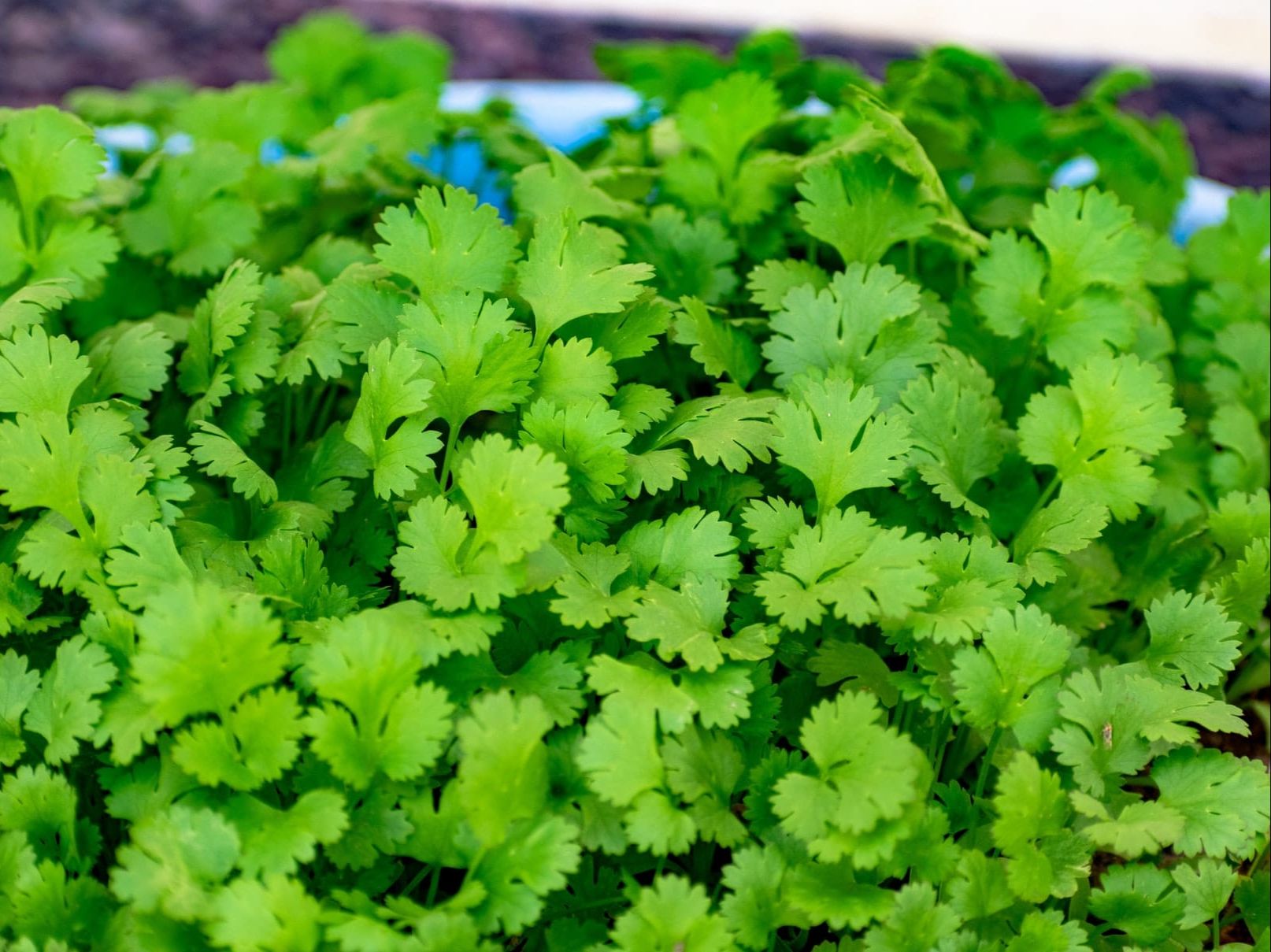 Add - Cilantro.