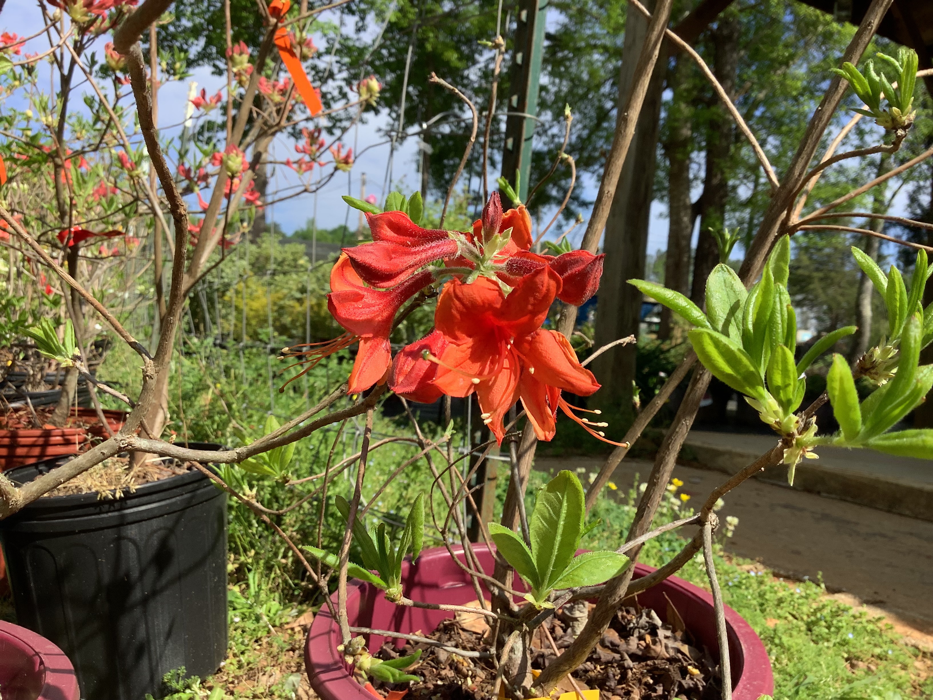 Azalea, Native - Radiant Red Aromi (M)
