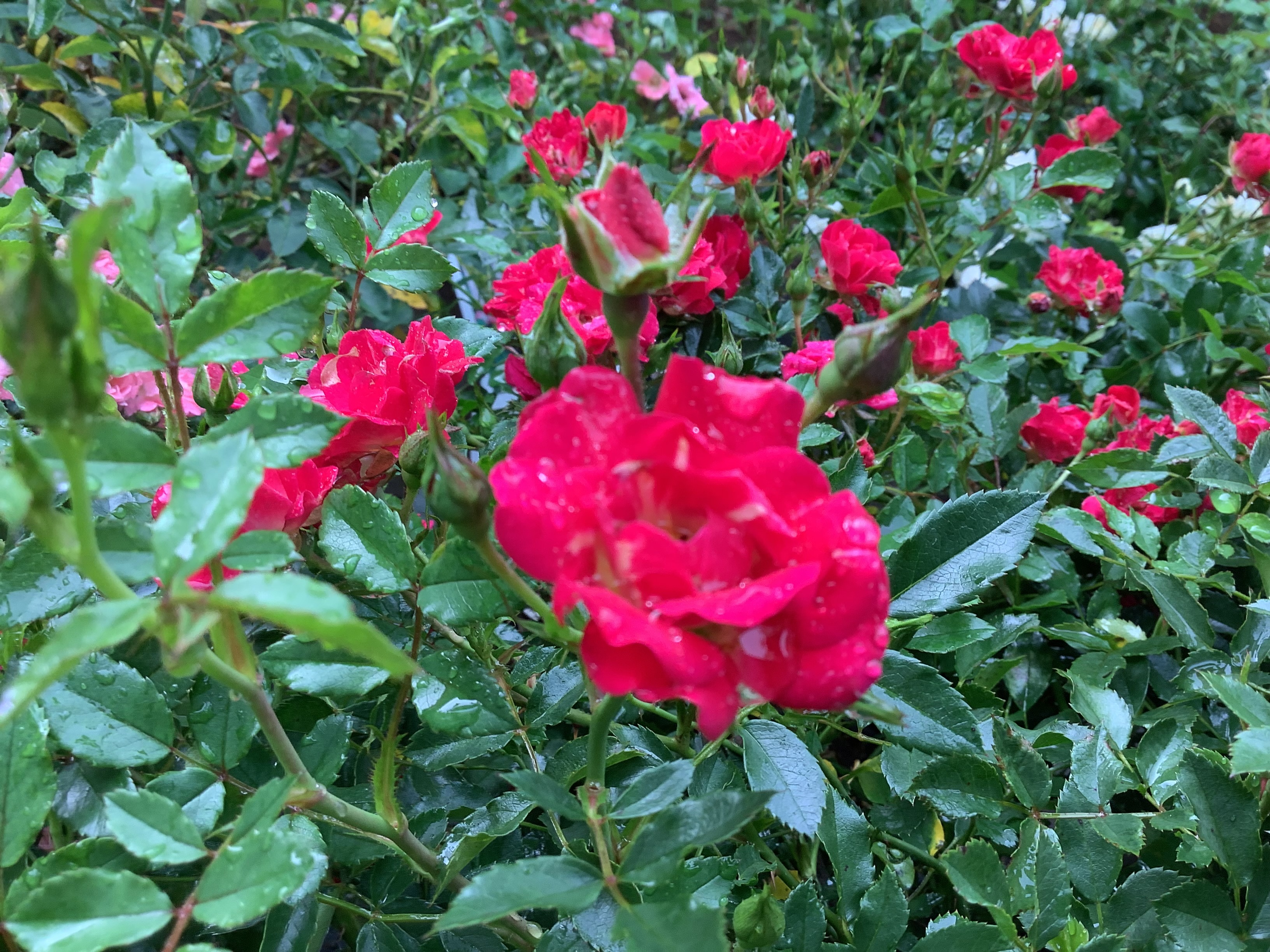 Drift Rose, Red (M)