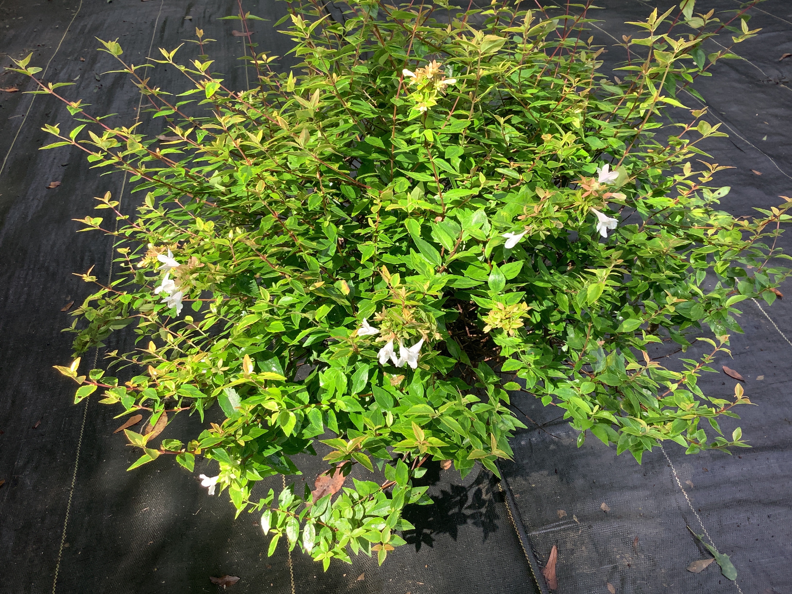 Abelia, Edward Goucher (M)