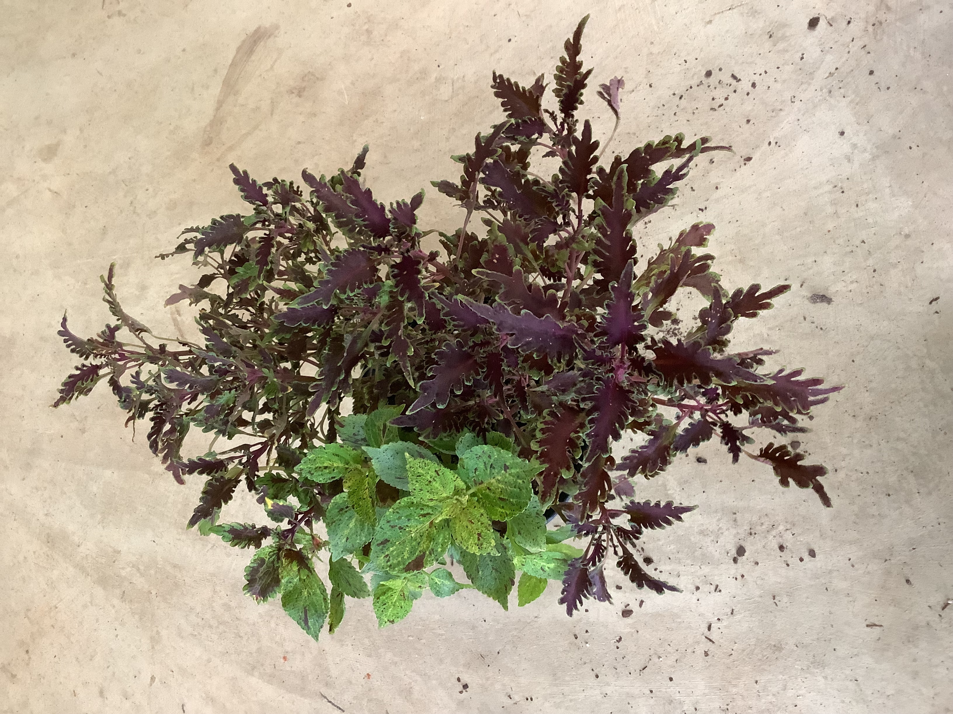 Houseplant - Coleus (Multi) S