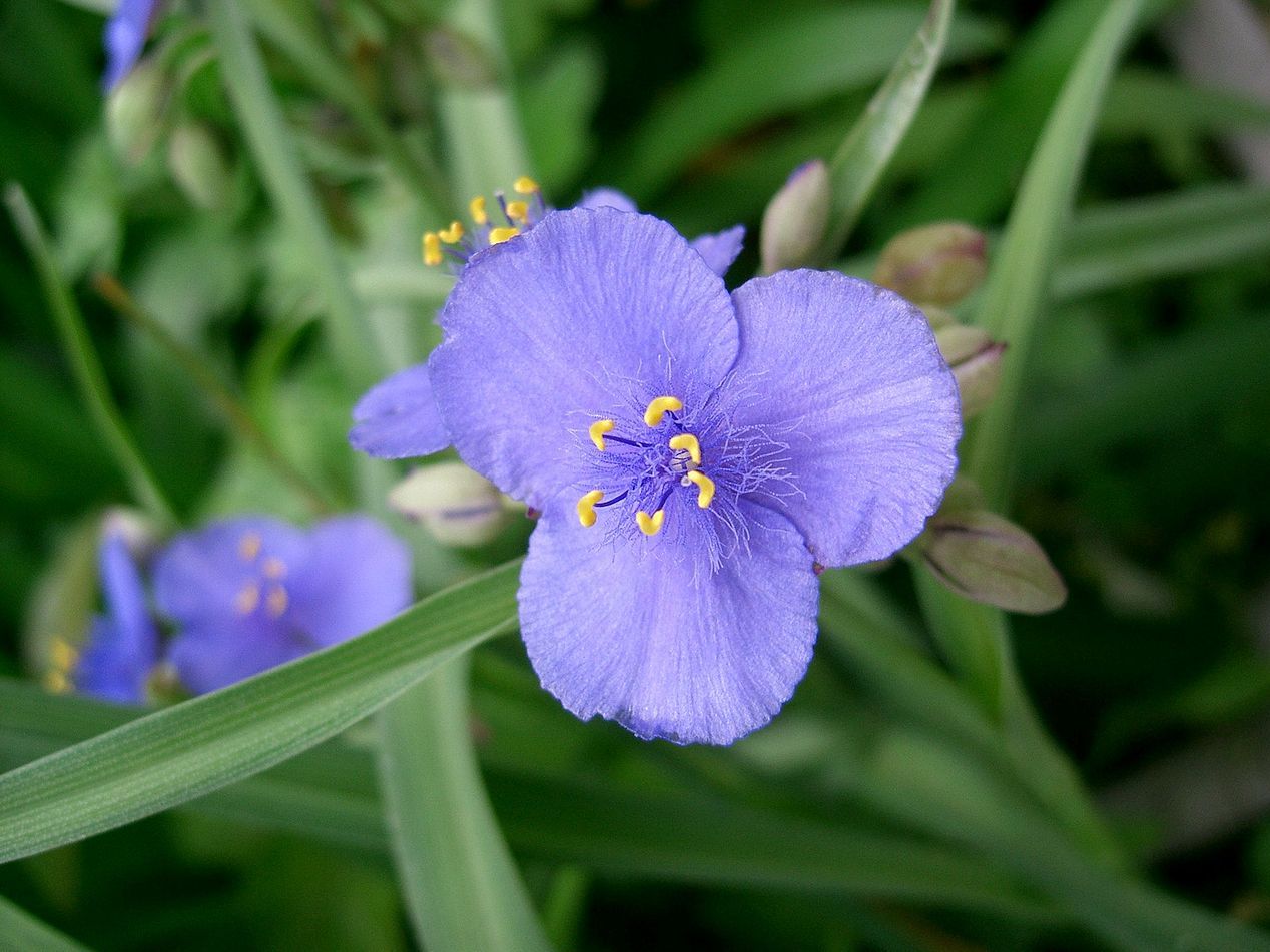 Spiderwort, Bluejacket (tradescantia ohiensis)