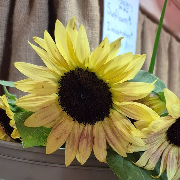Sunflowers by the stem