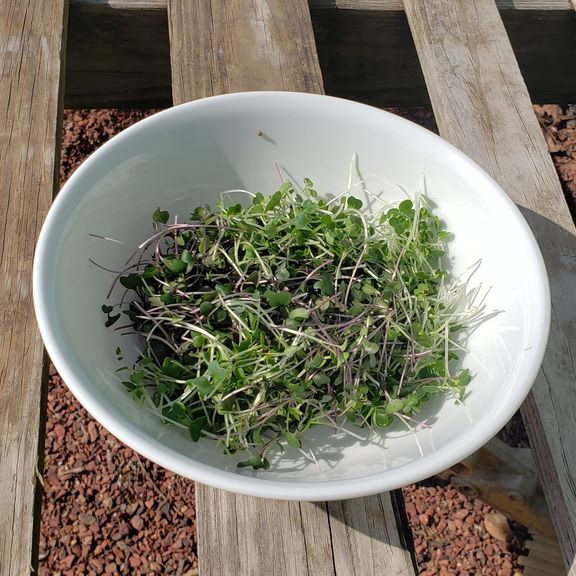 Microgreens Broccoli
