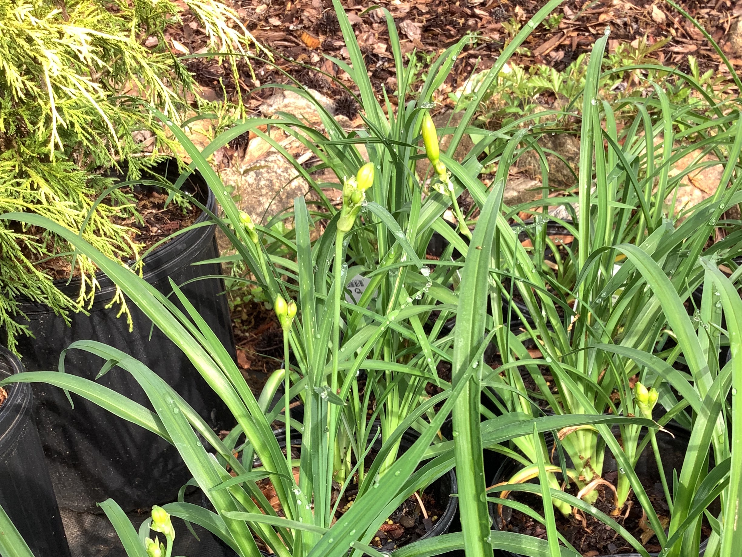 Daylily, Ruby Stella (S)