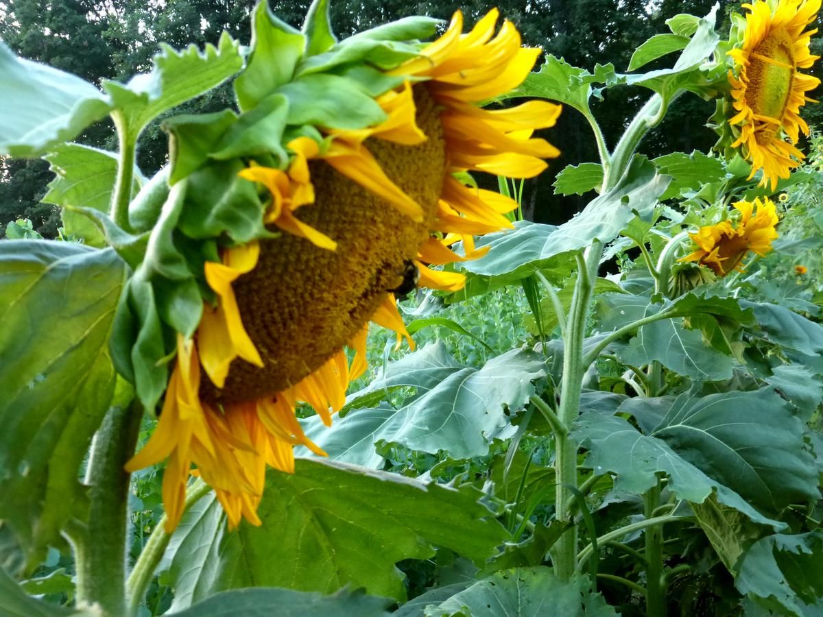 Seed - Sunflower, Sunspot Dwarf