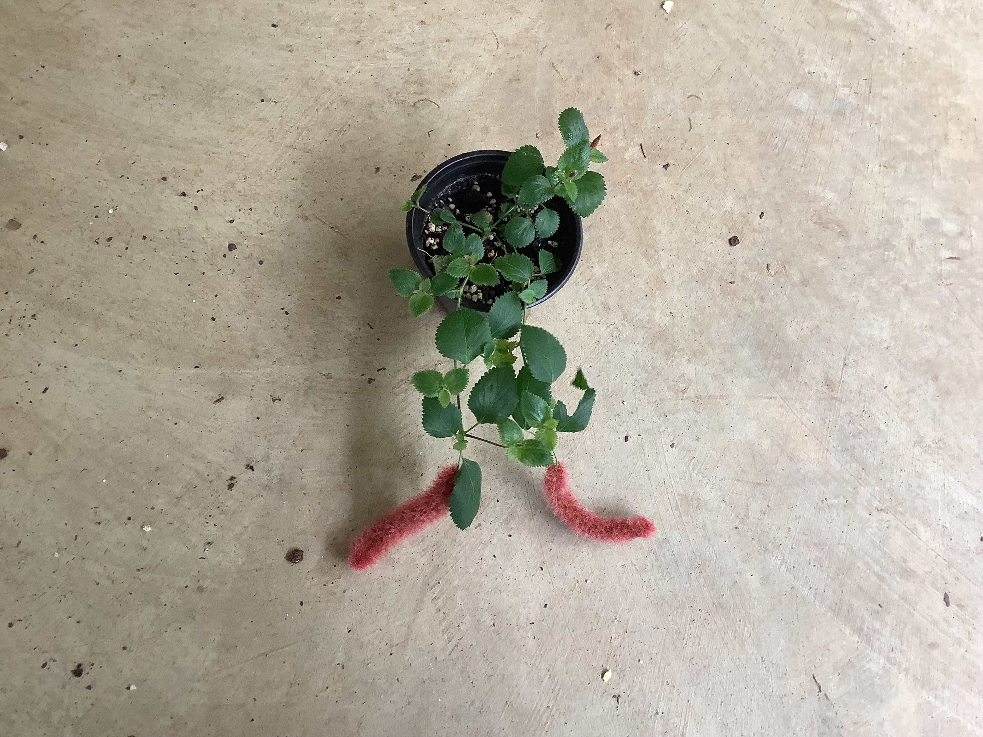 Houseplant - Cheenille Plant (Cats Tail)