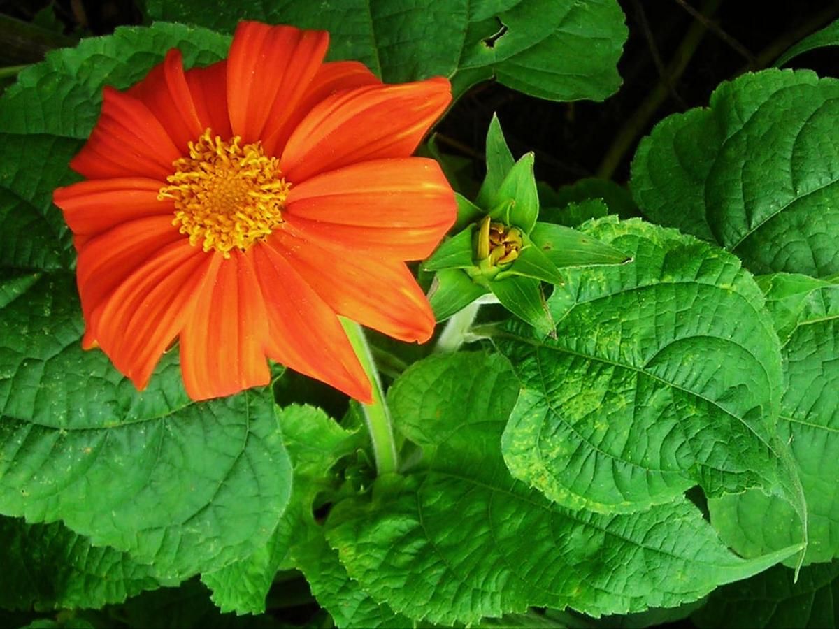 Tithonia, Red Torch (Mexican Sunflower)
