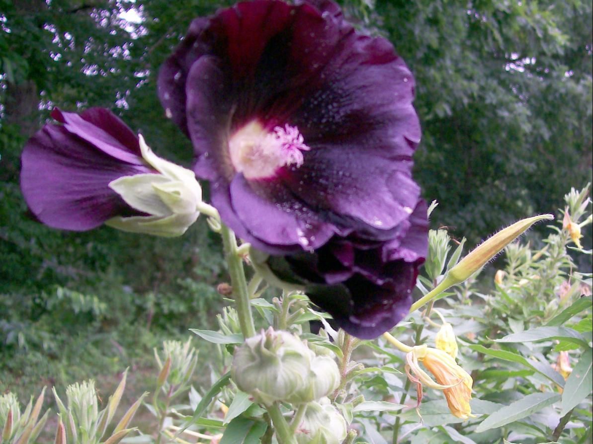 Seed - Hollyhock, Black