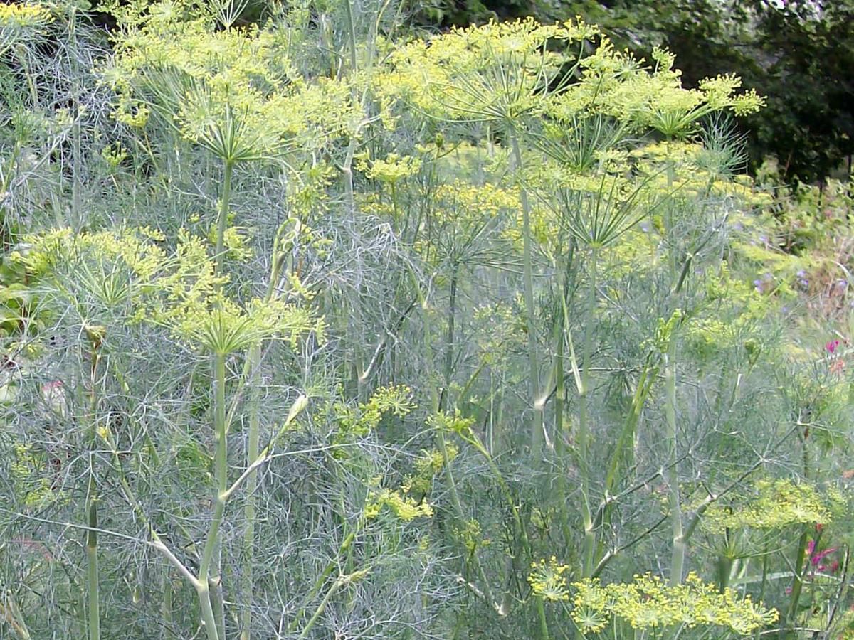 Seed - Dill, Long Island Mammoth