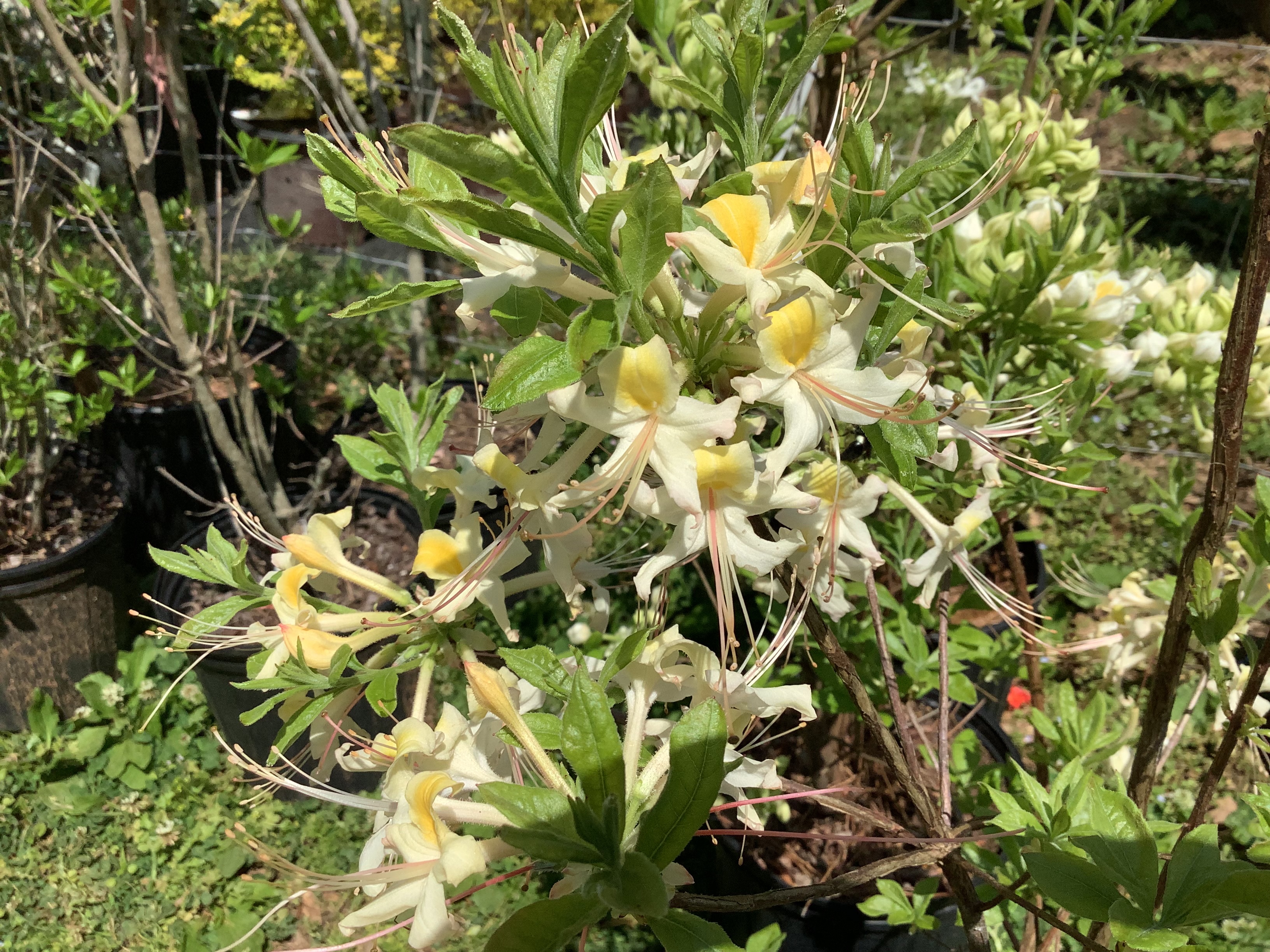 Azalea, Native - Alabama Fragrant White (M)
