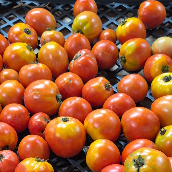Tomatoes Slicing /pound