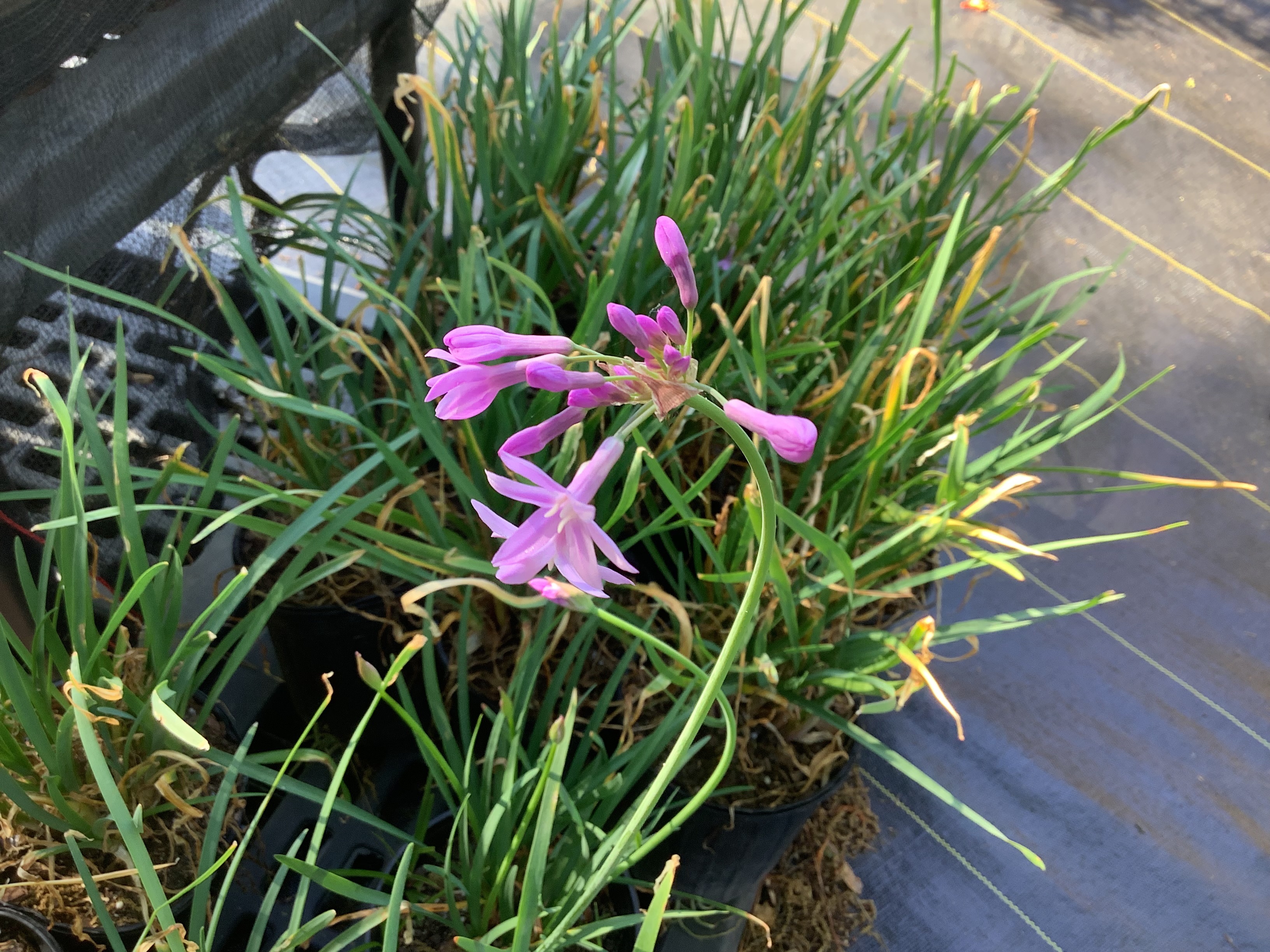 Allium, Society Garlic (S)